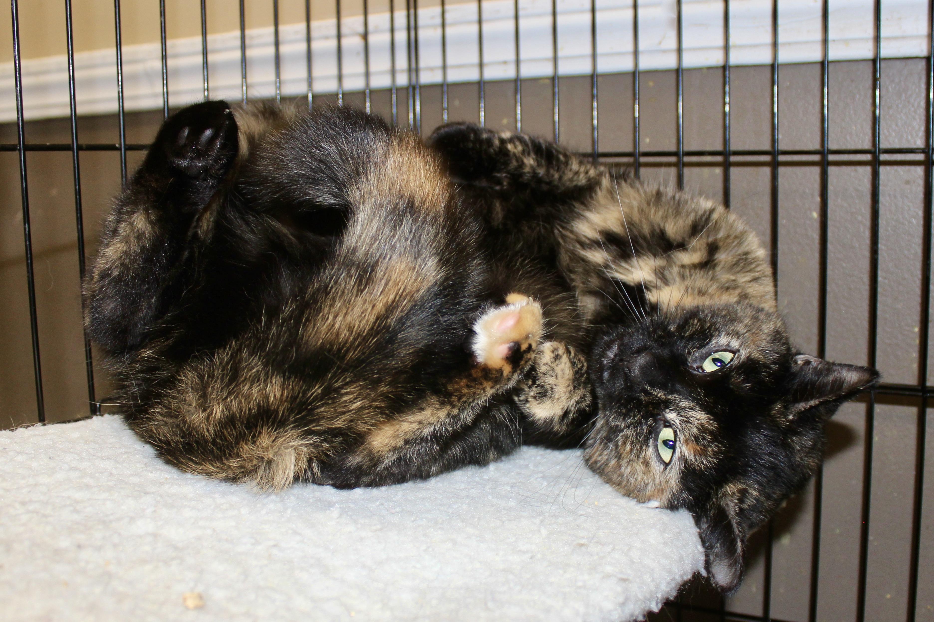 Enlarge HAVEN MARIE, an adopted mixed breed in Brazil, IN image 6/6