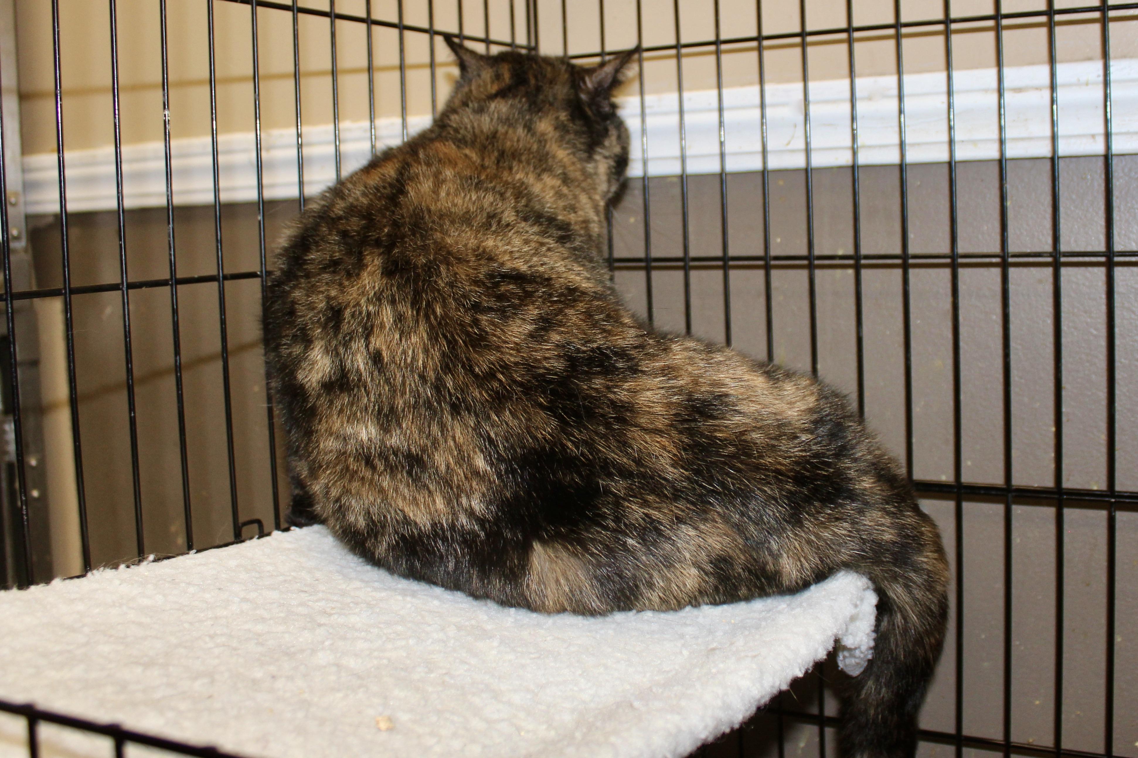 Enlarge HAVEN MARIE, an adopted mixed breed in Brazil, IN image 4/6