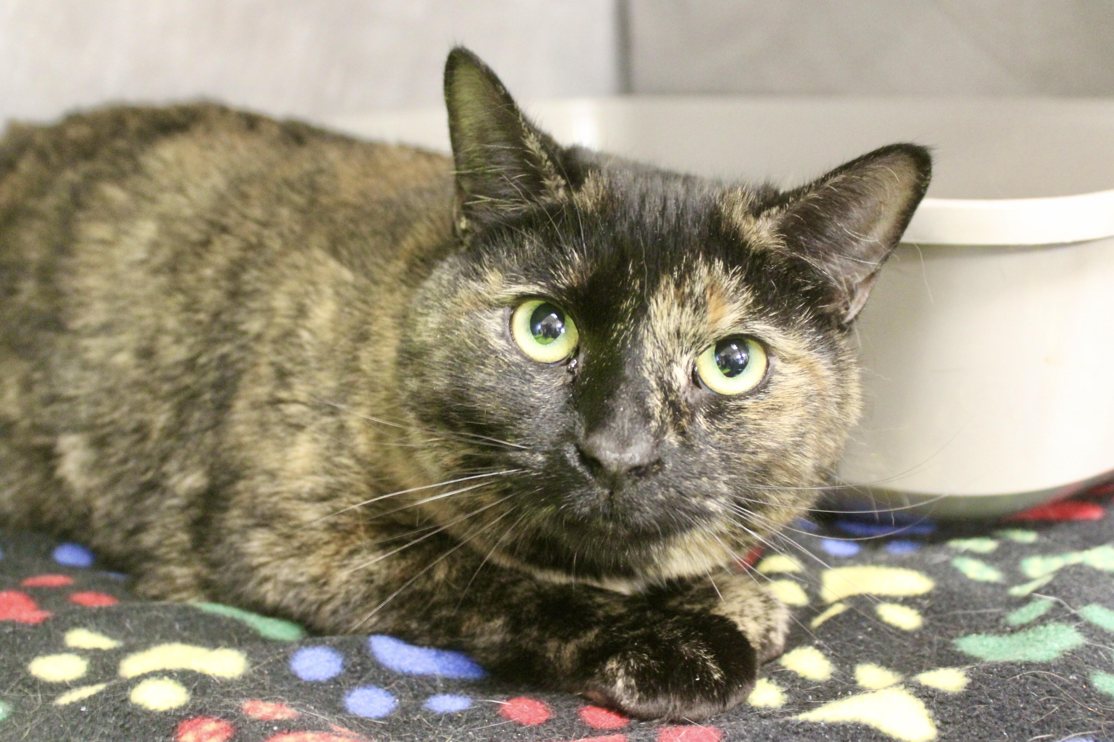 HAVEN MARIE, adopted, Adult Female Domestic Short Hair & Tortoiseshell.