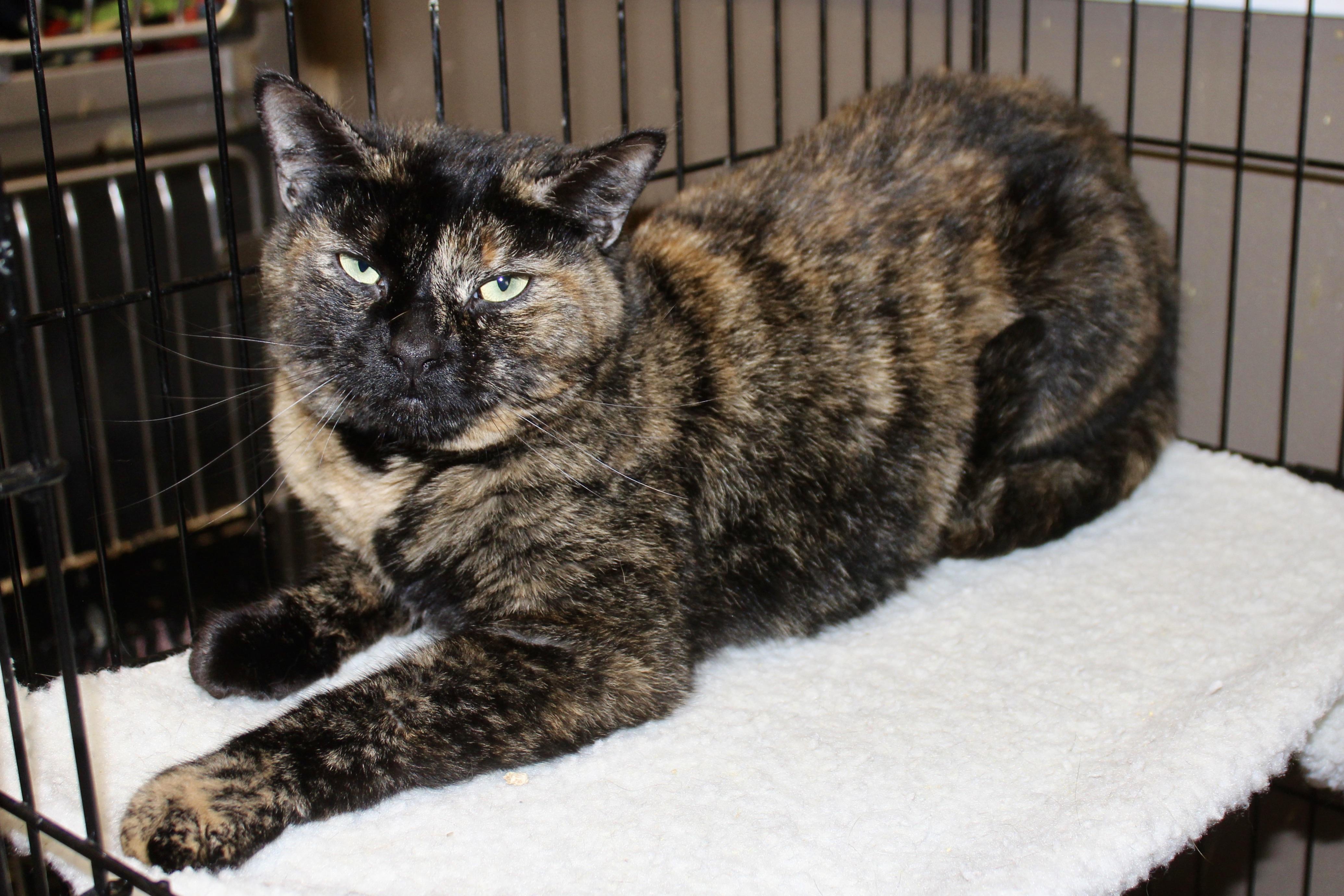 Enlarge HAVEN MARIE, an adopted mixed breed in Brazil, IN image 2/6