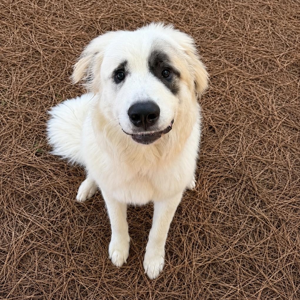Enlarge Jebarri, an adopted Great Pyrenees in Atlanta, GA image 2/2