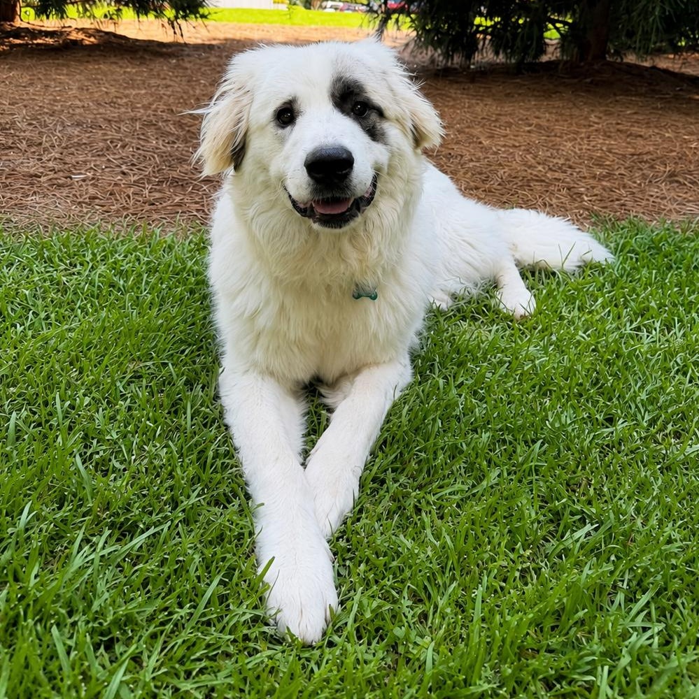 Enlarge Jebarri, an adopted Great Pyrenees in Atlanta, GA image 1/2