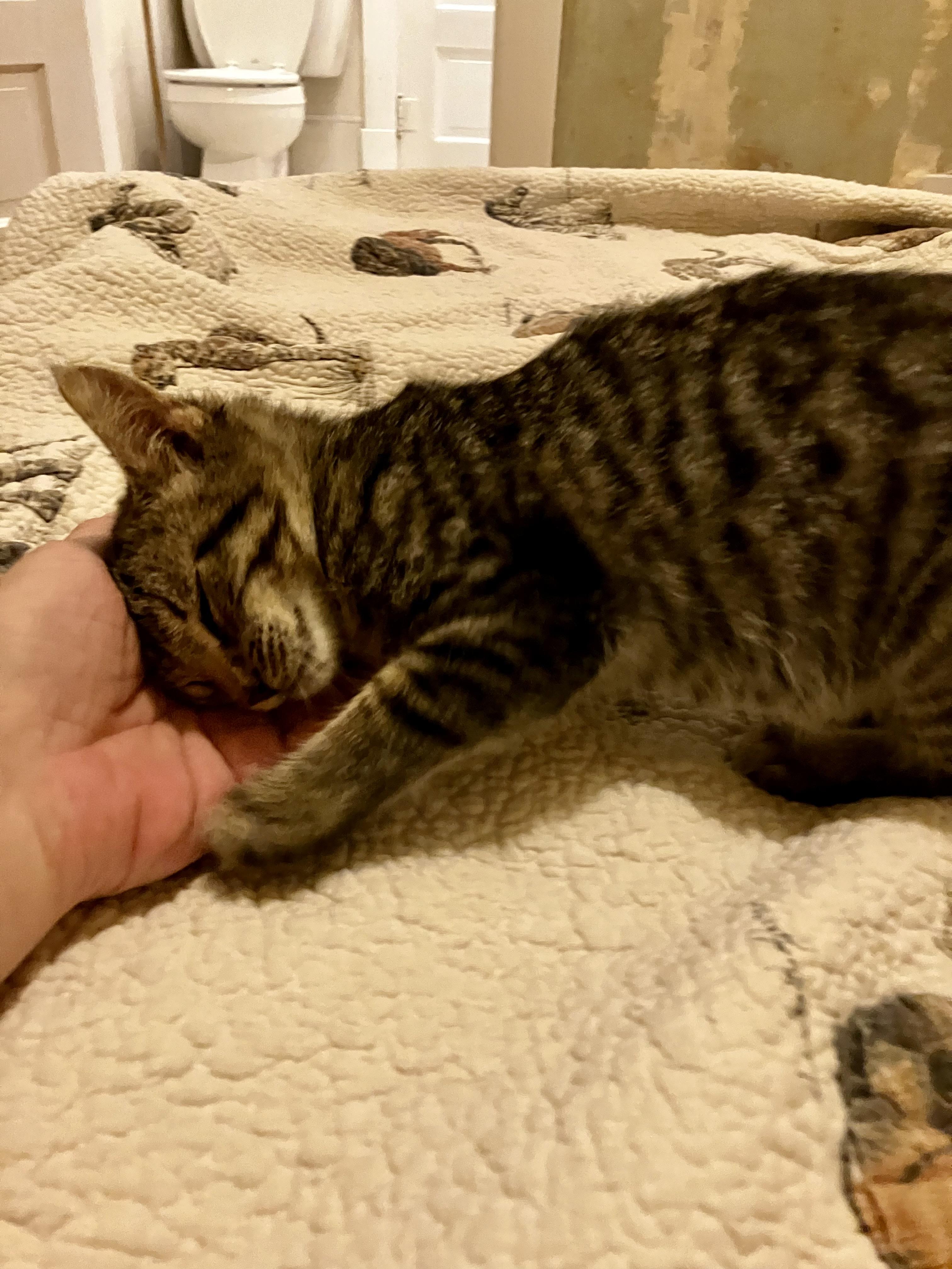 Spruce, a ADOPTABLE Tabby in Manhattan , KS image 1/5