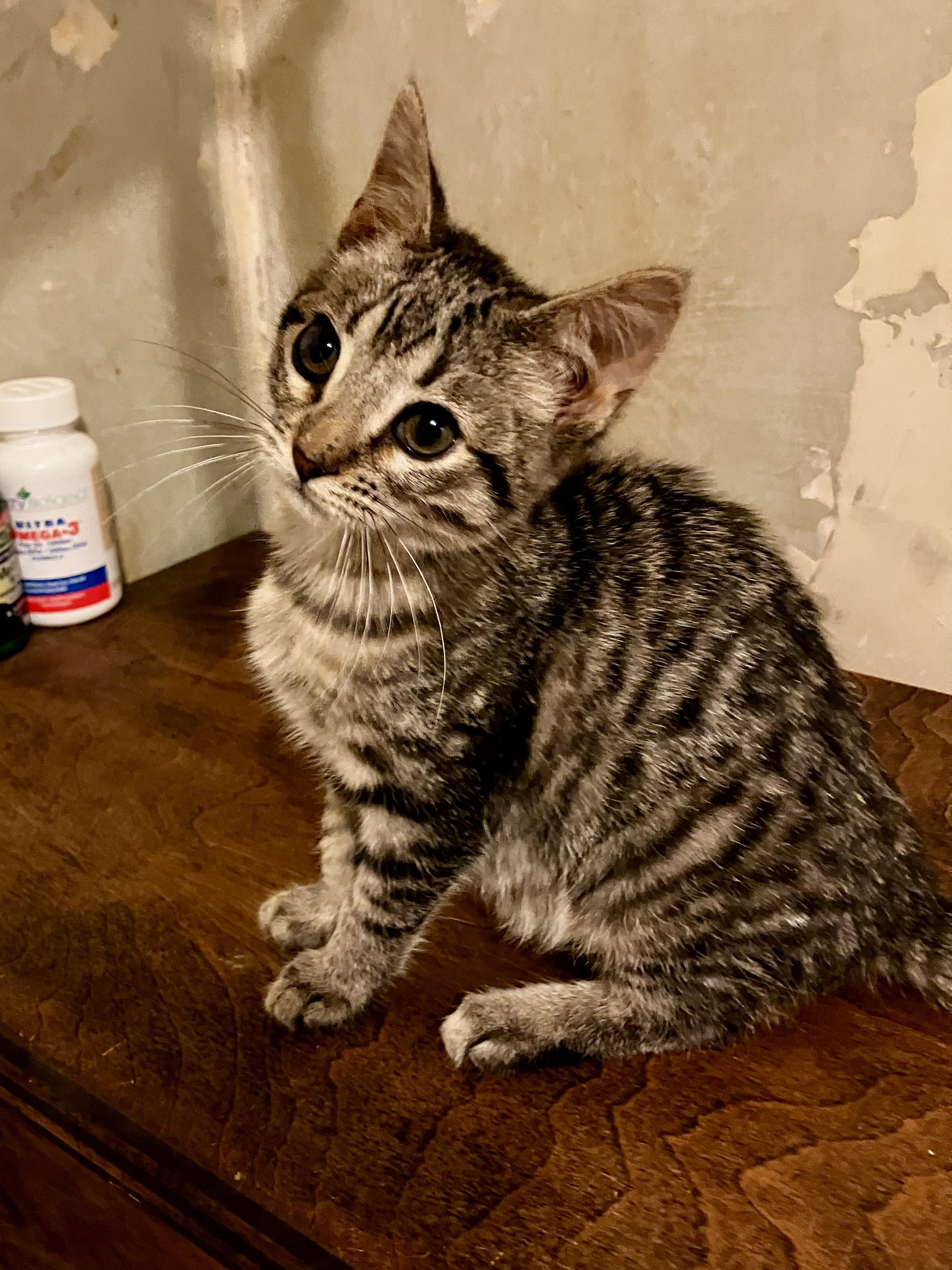 Spruce, a ADOPTABLE Tabby in Manhattan , KS image 2/5