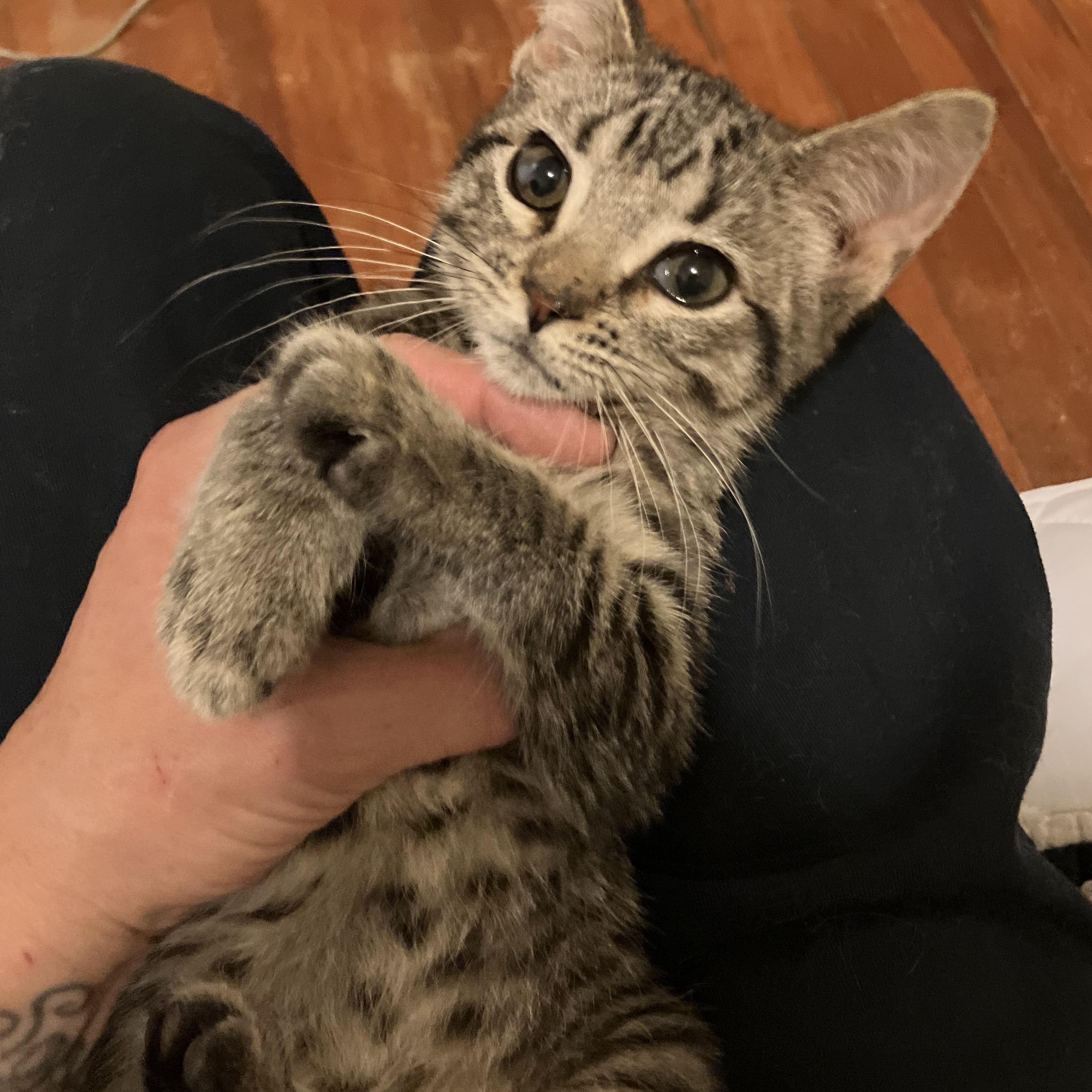 Spruce, a ADOPTABLE Tabby in Manhattan , KS image 3/5