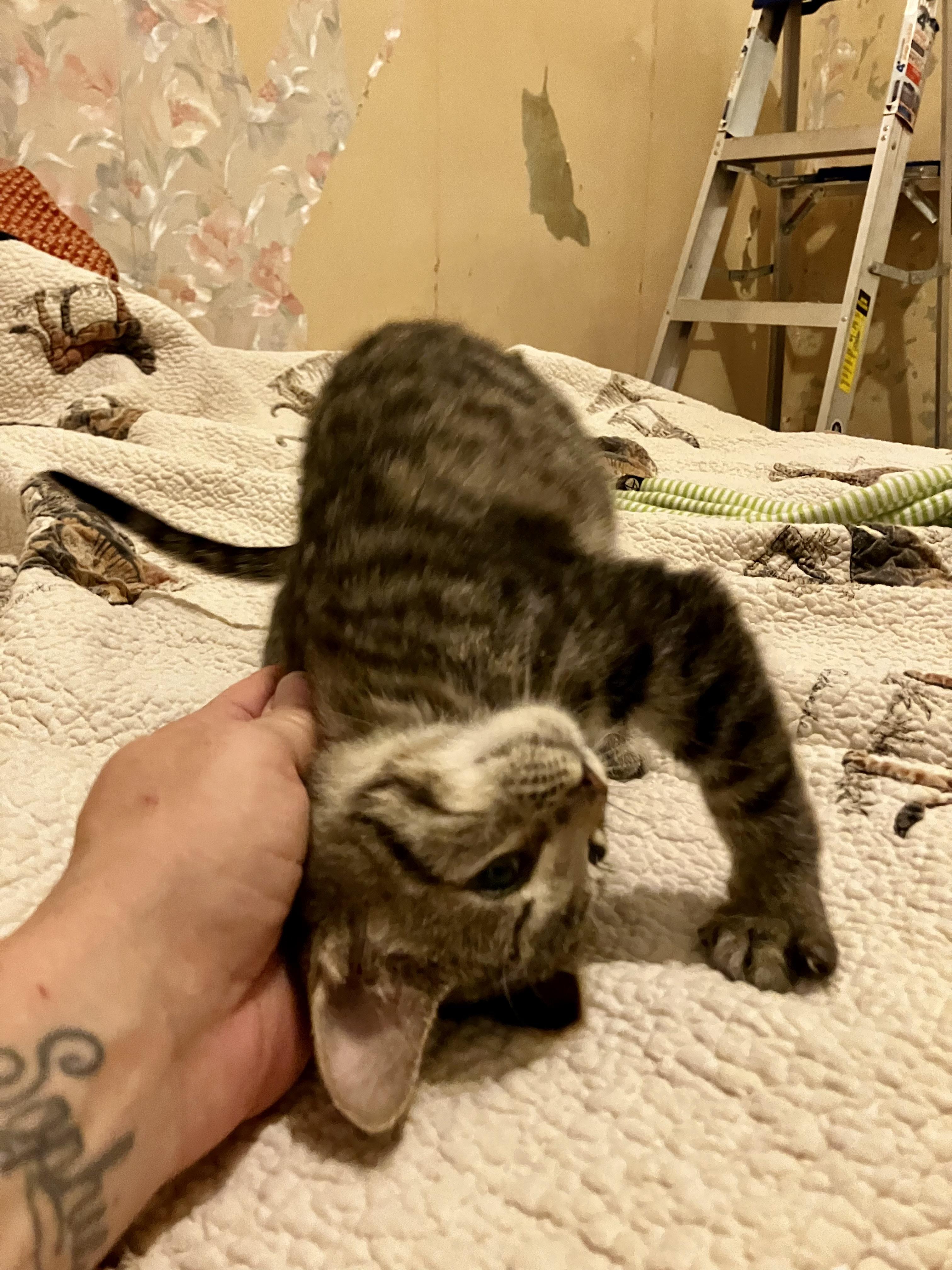 Spruce, a ADOPTABLE Tabby in Manhattan , KS image 4/5