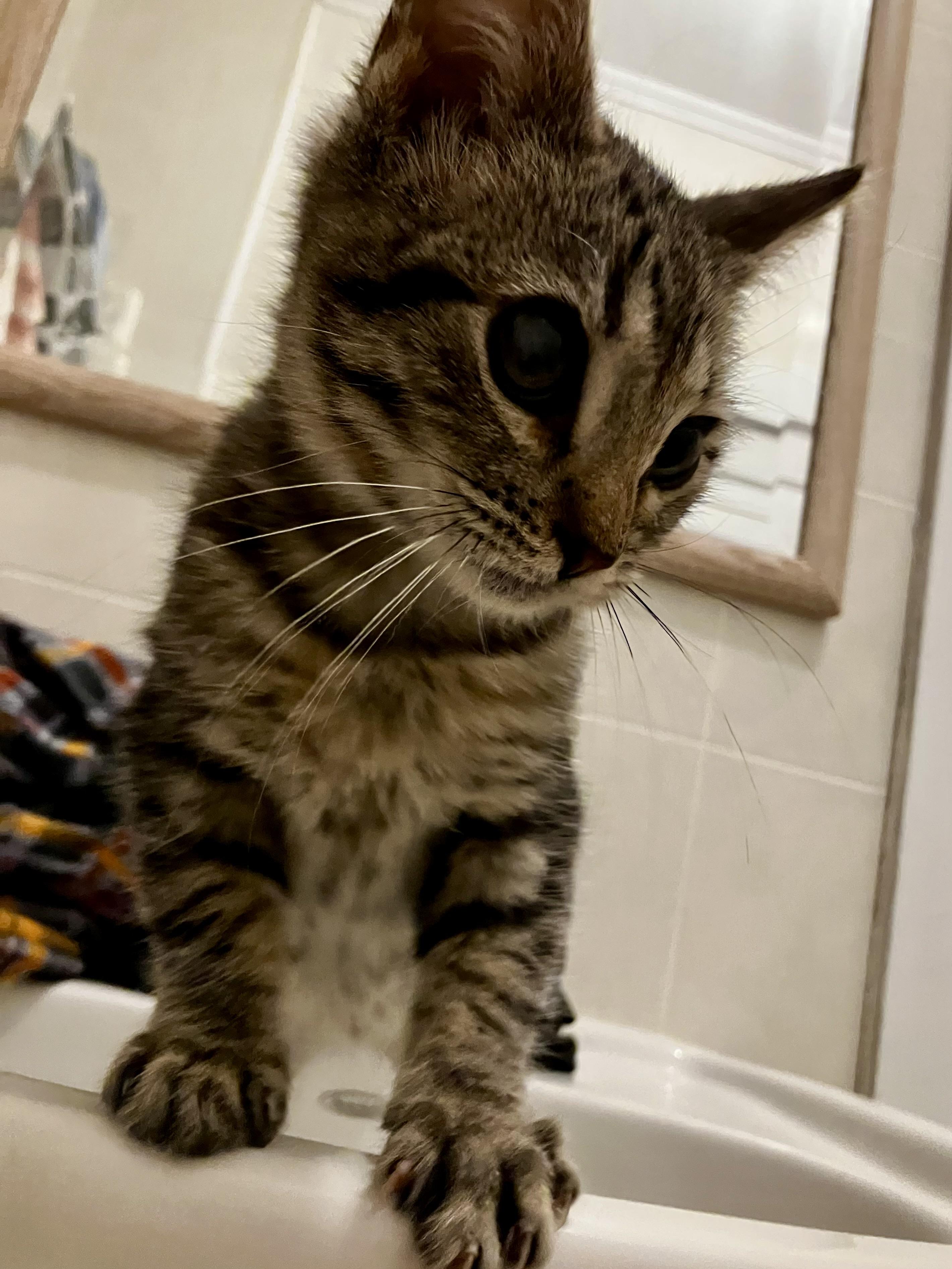 Spruce, a ADOPTABLE Tabby in Manhattan , KS image 5/5