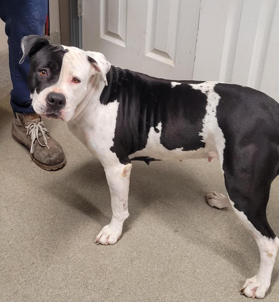 Briana, Adoptable, Adult Female American Staffordshire Terrier.