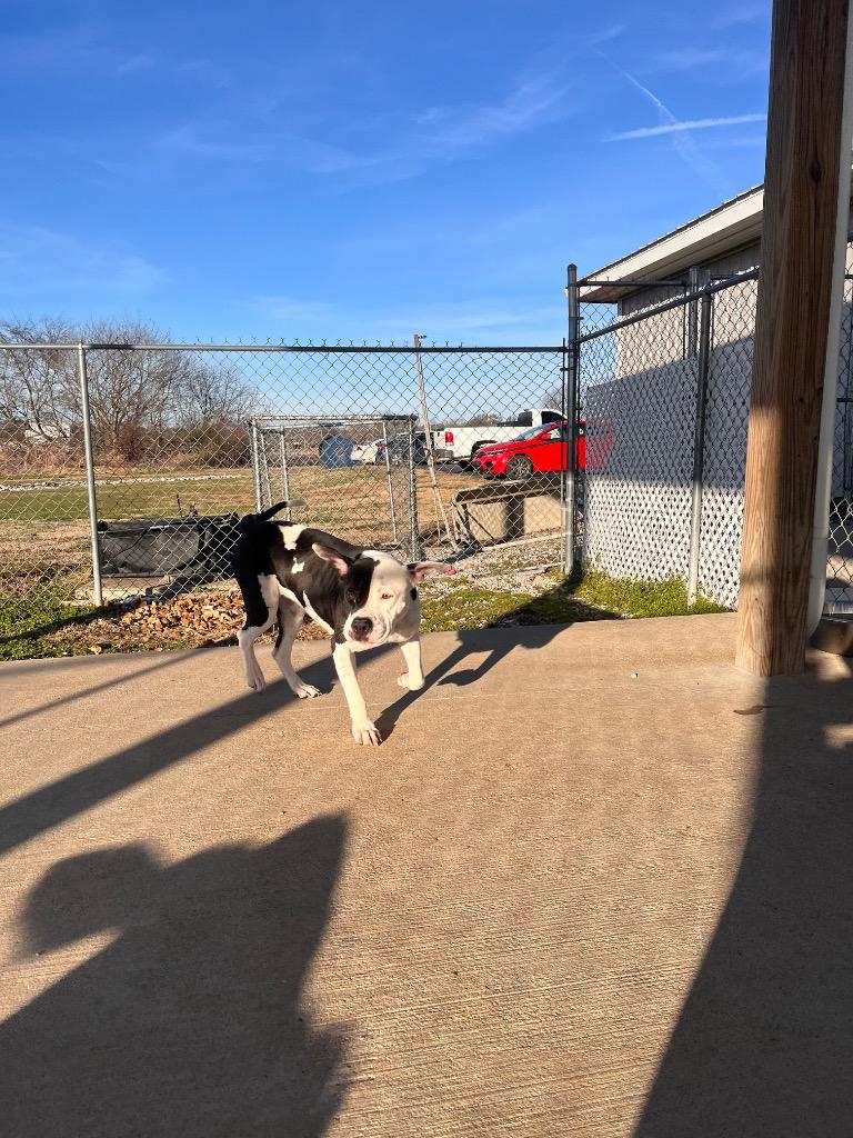 Briana, Adoptable, Adult Female American Staffordshire Terrier.