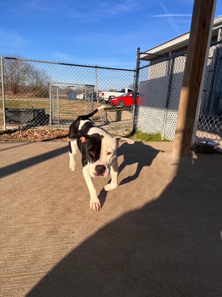 Enlarge Briana, a Adoptable American Staffordshire Terrier in Hopkinsville, KY image 2/6