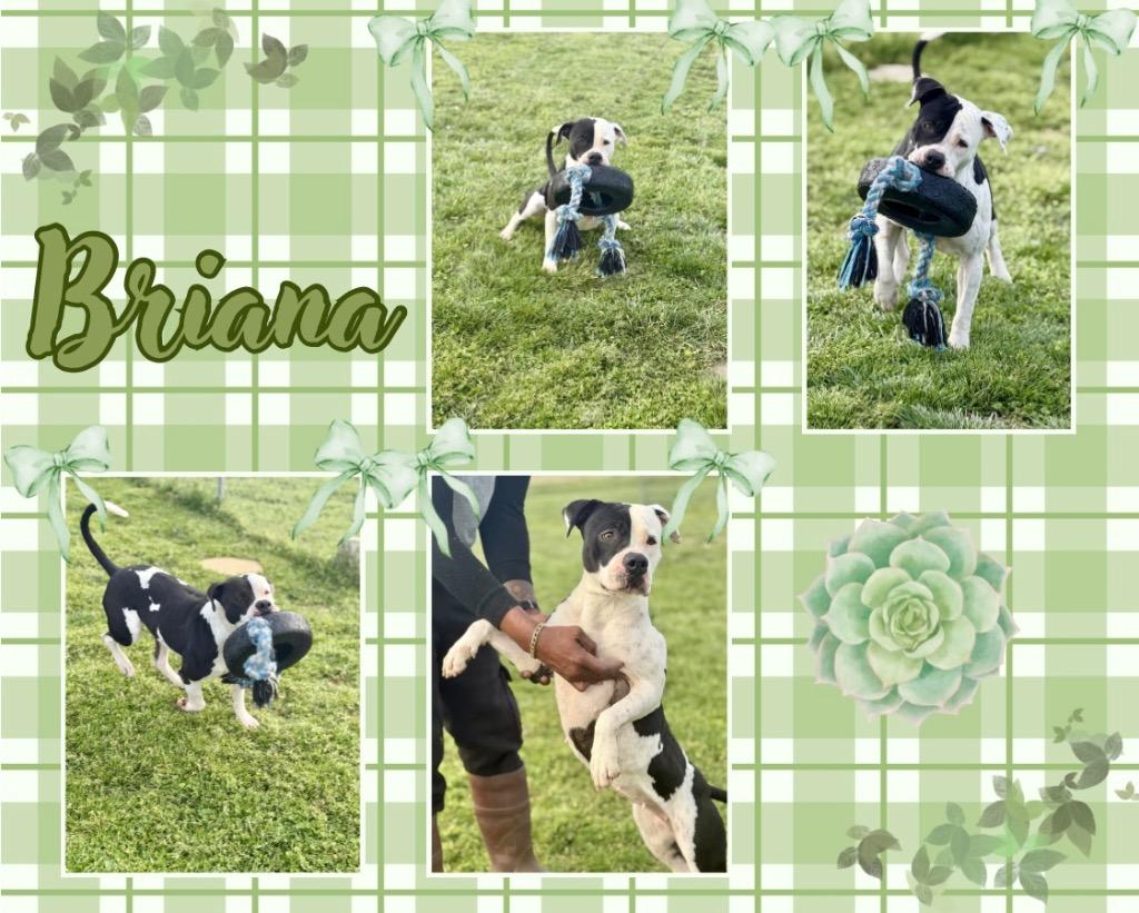 Enlarge Briana, a Adoptable American Staffordshire Terrier in Hopkinsville, KY image 3/6