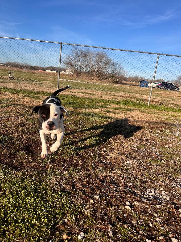 Enlarge Briana, a Adoptable American Staffordshire Terrier in Hopkinsville, KY image 4/6