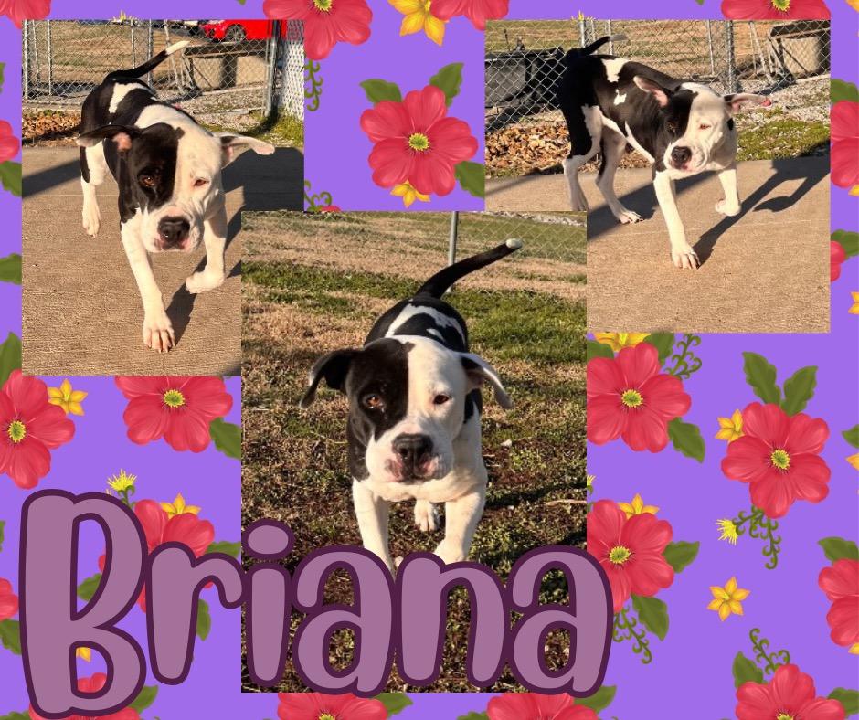 Enlarge Briana, a Adoptable American Staffordshire Terrier in Hopkinsville, KY image 6/6