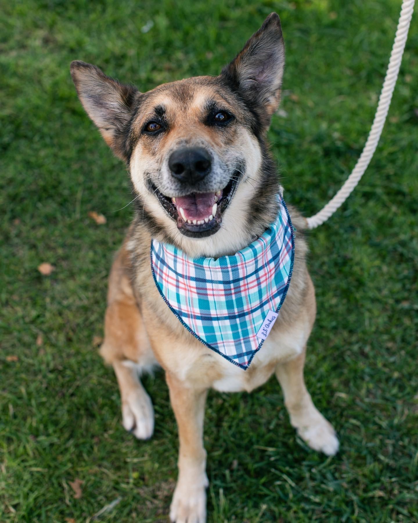Maple~ smiles and sweetness, Adoptable, Adult Female German Shepherd Dog & Australian Shepherd.