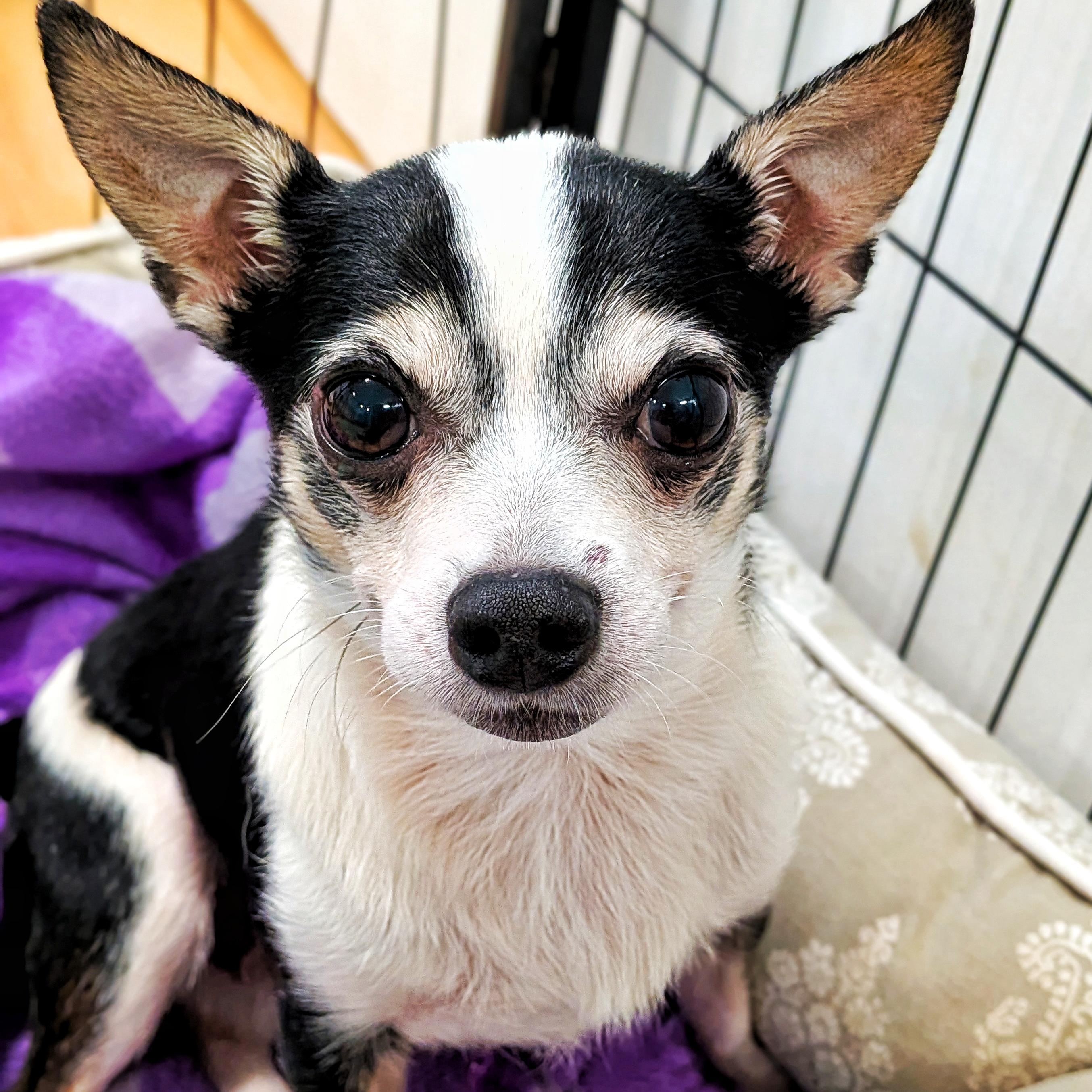 Nick, Adoptable, Adult Male Chihuahua.