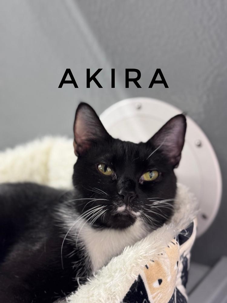 Enlarge Akira, a Adoptable Domestic Short Hair in Deland, FL image 1/2