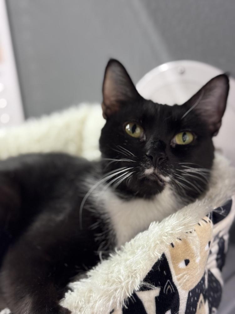 Enlarge Akira, a Adoptable Domestic Short Hair in Deland, FL image 2/2