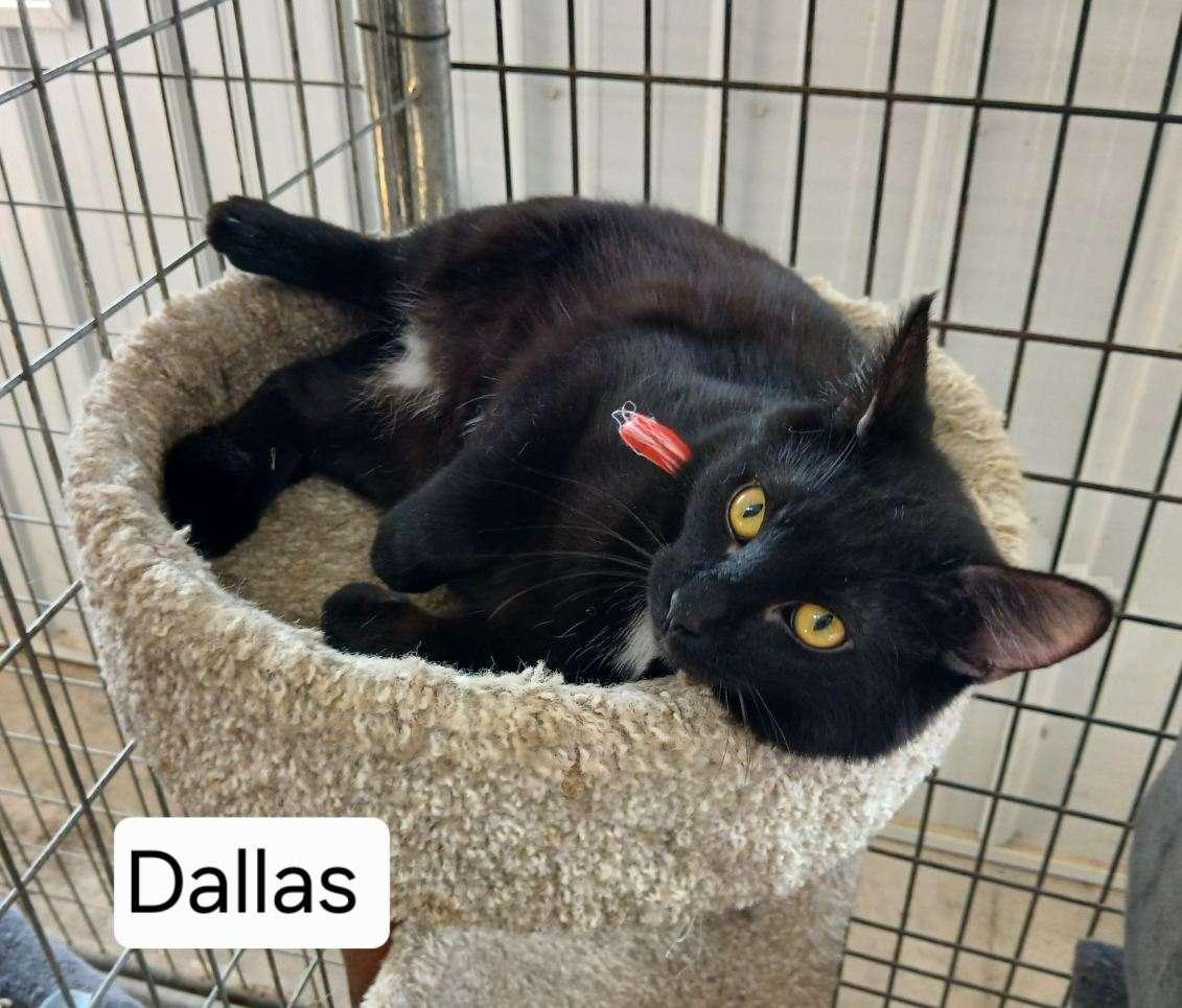 Dallas, ADOPTABLE, Young Male Domestic Short Hair.