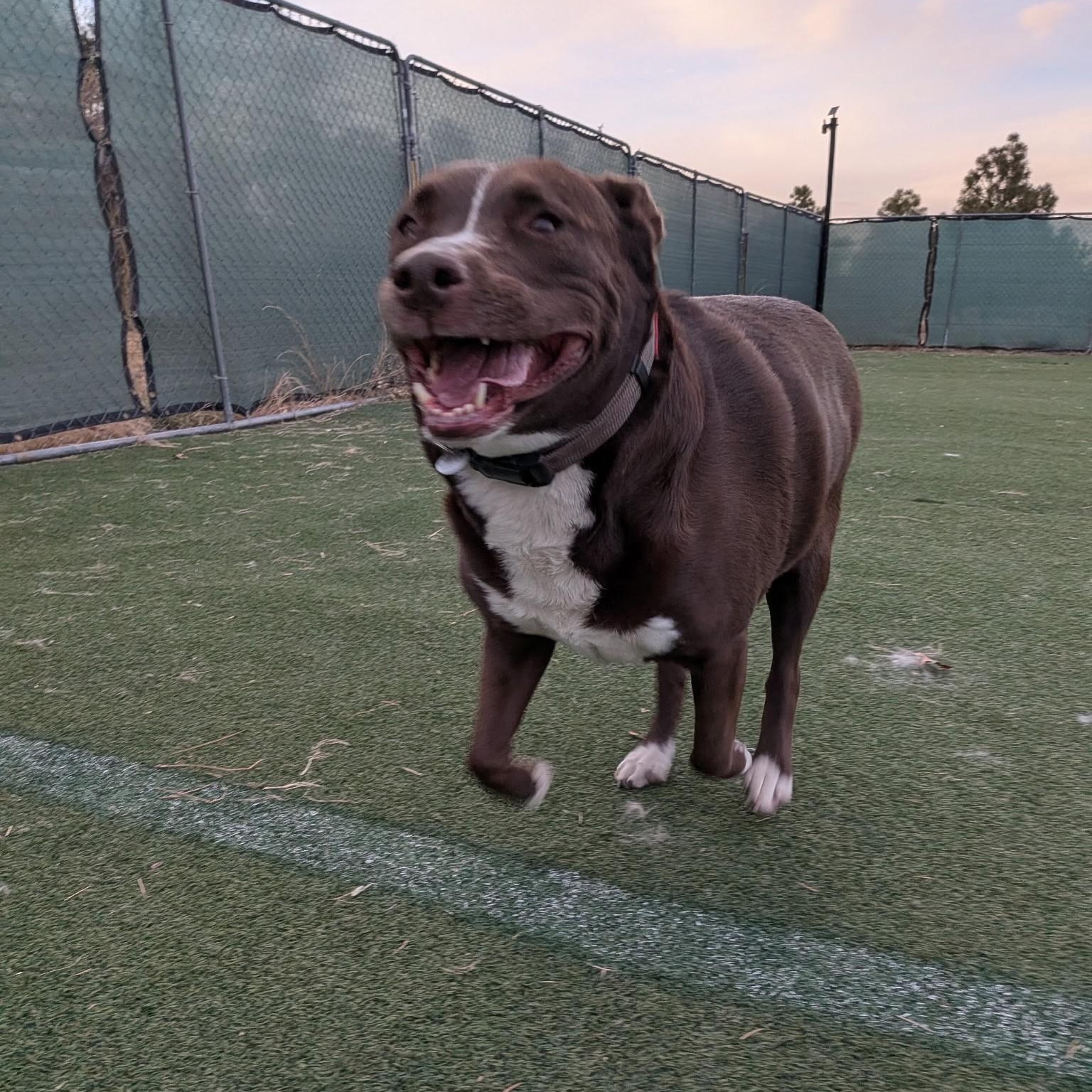 CARL, Adoptable, Adult Male Mixed Breed.