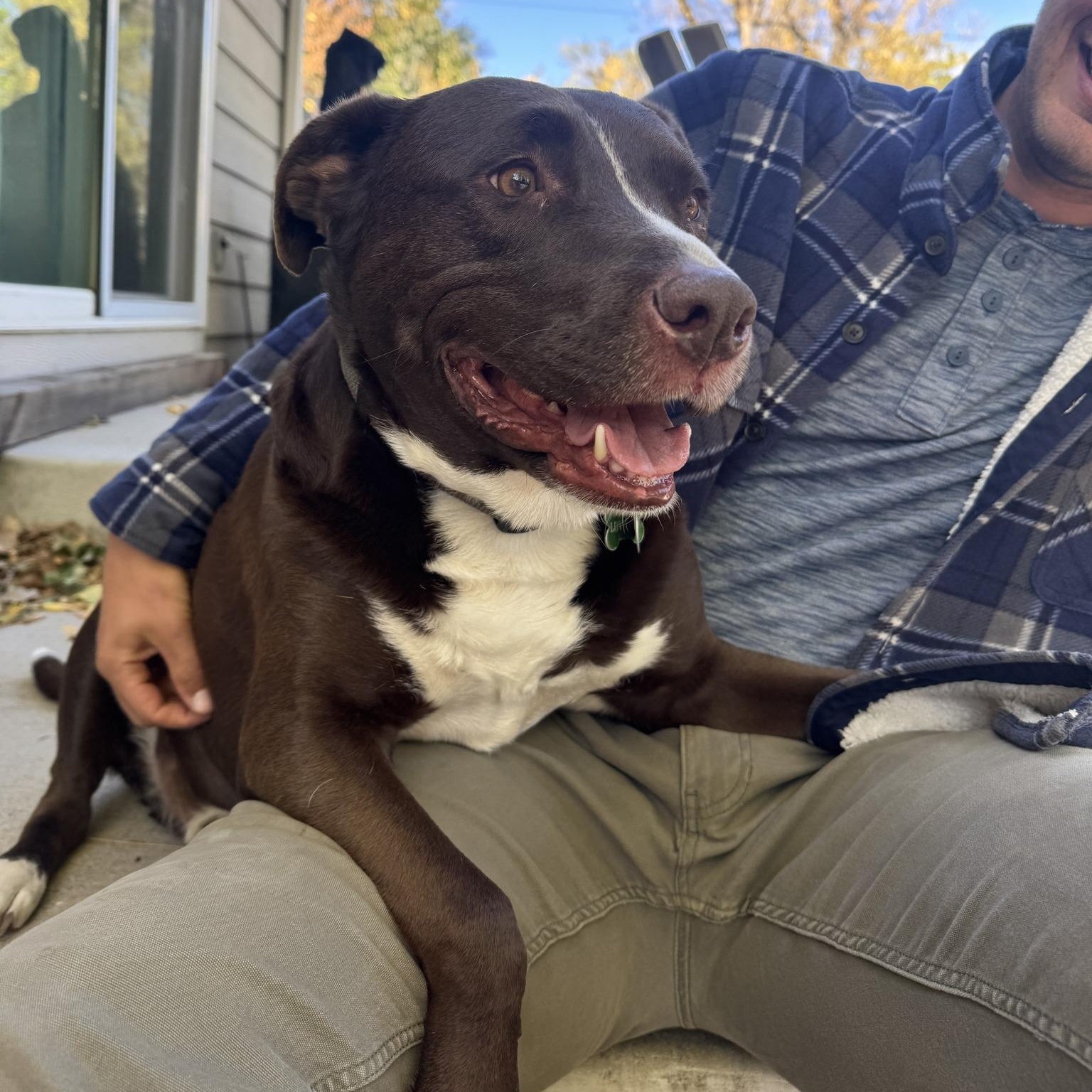 Enlarge CARL, a Adoptable mixed breed in Loveland, CO image 2/6