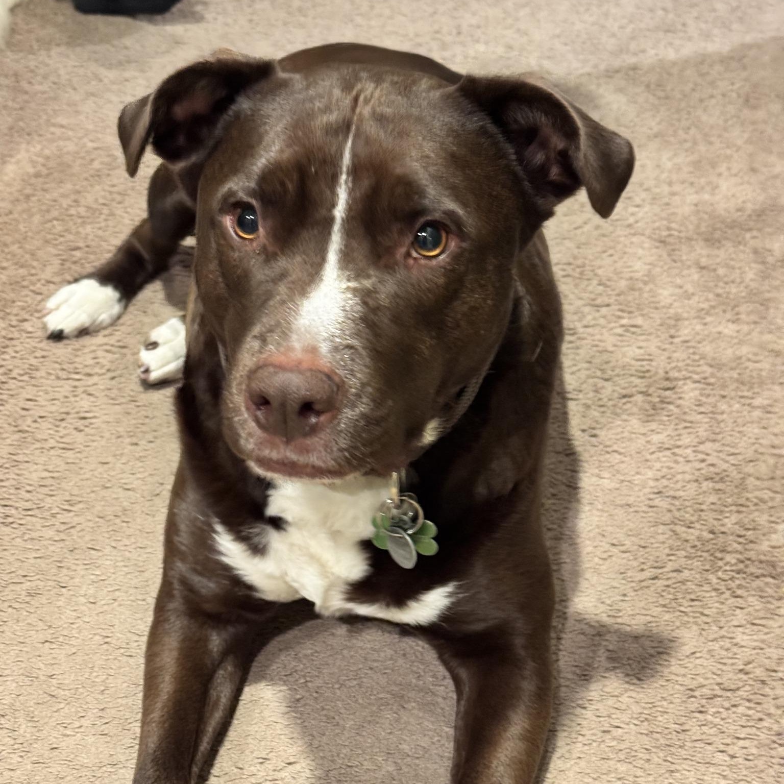 Enlarge CARL, a Adoptable mixed breed in Loveland, CO image 3/6