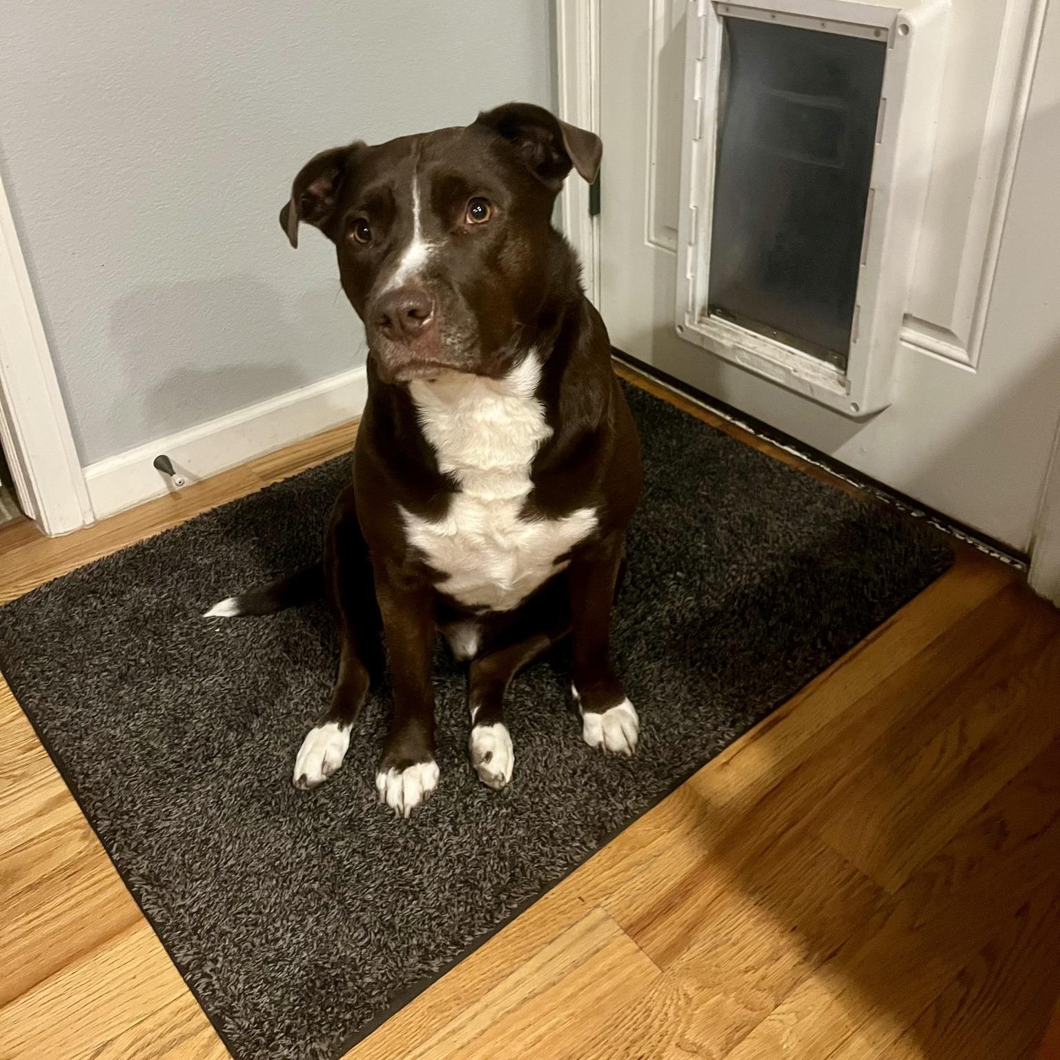 Enlarge CARL, a Adoptable mixed breed in Loveland, CO image 4/6