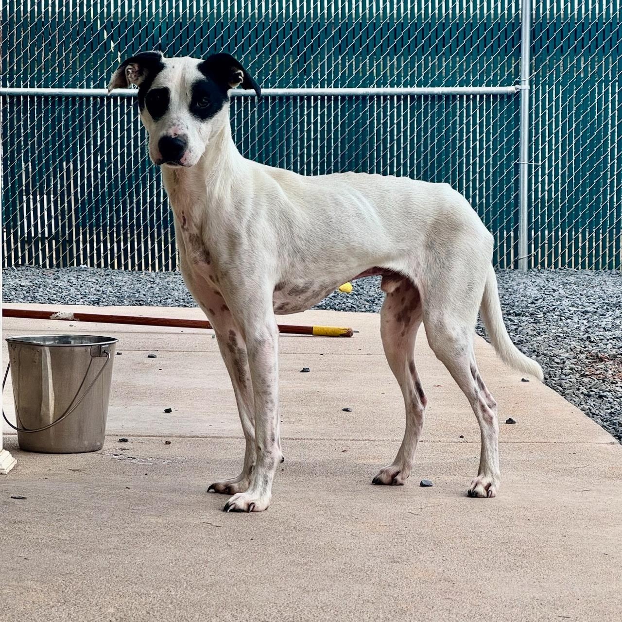 Enlarge Aspen, a ADOPTABLE mixed breed in Paramus, NJ image 2/5