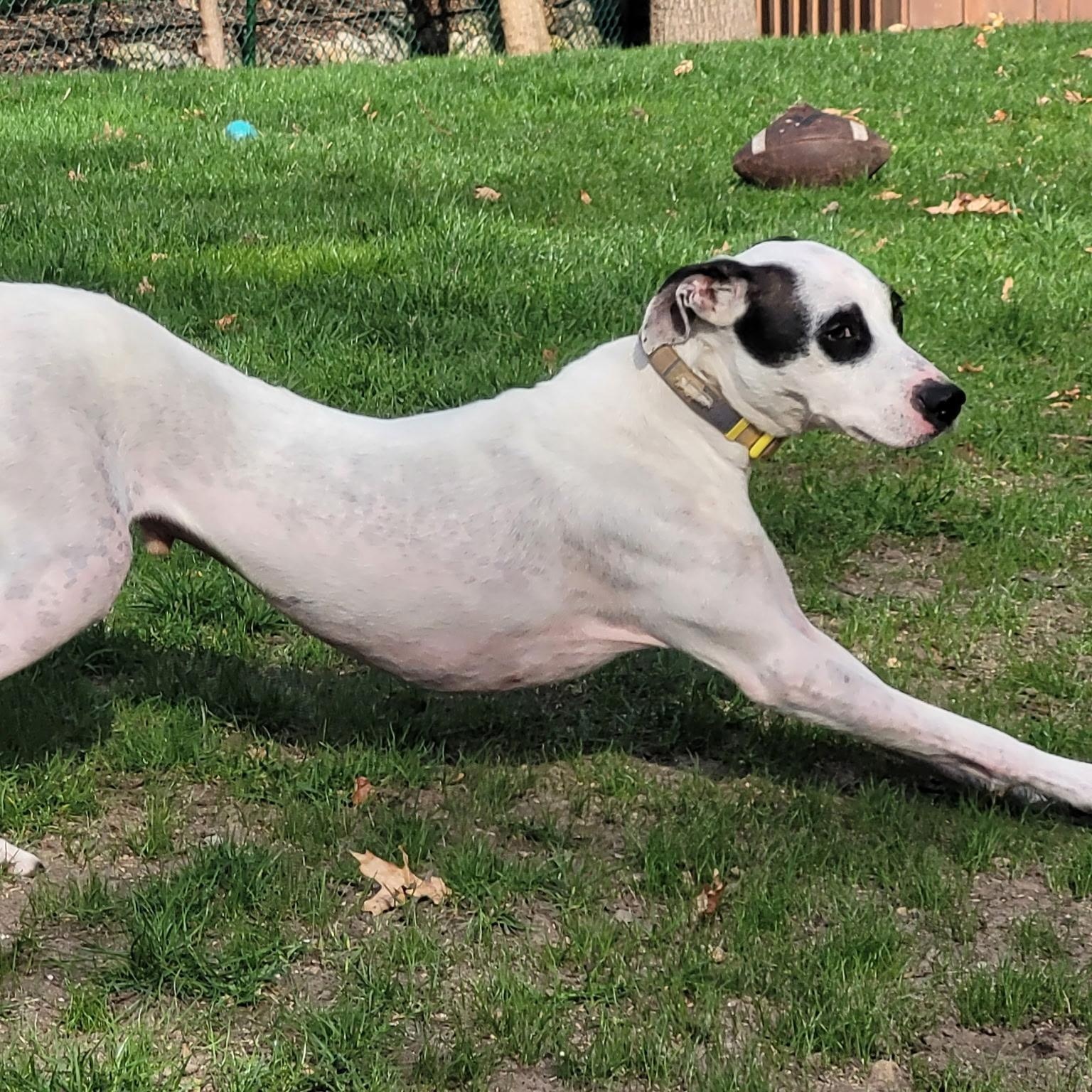 Enlarge Aspen, a ADOPTABLE mixed breed in Paramus, NJ image 5/5