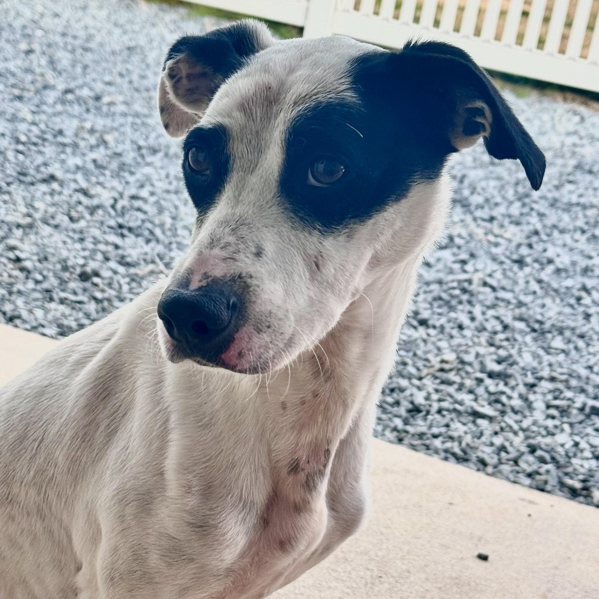 Enlarge Aspen, a ADOPTABLE mixed breed in Paramus, NJ image 5/5