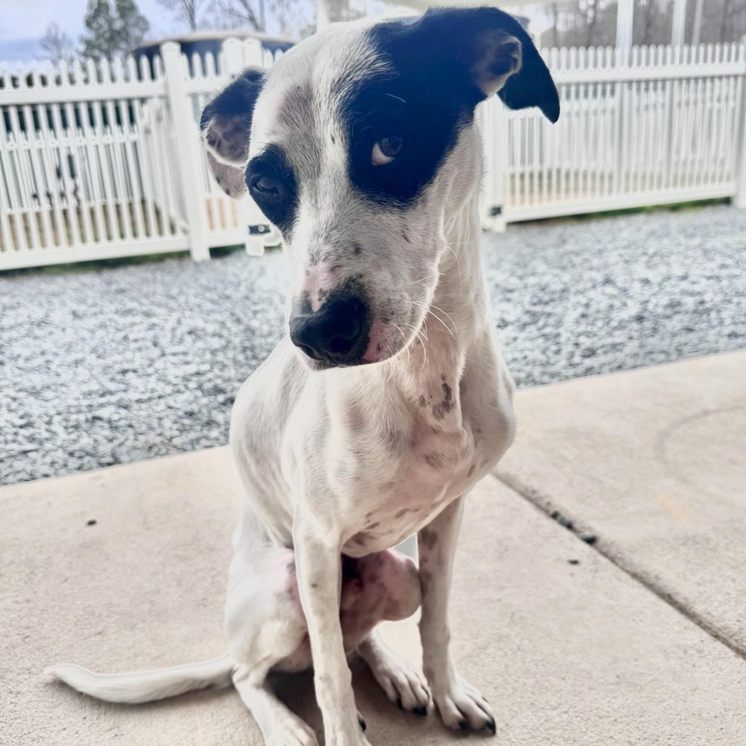 Enlarge Aspen, a ADOPTABLE mixed breed in Paramus, NJ image 3/5