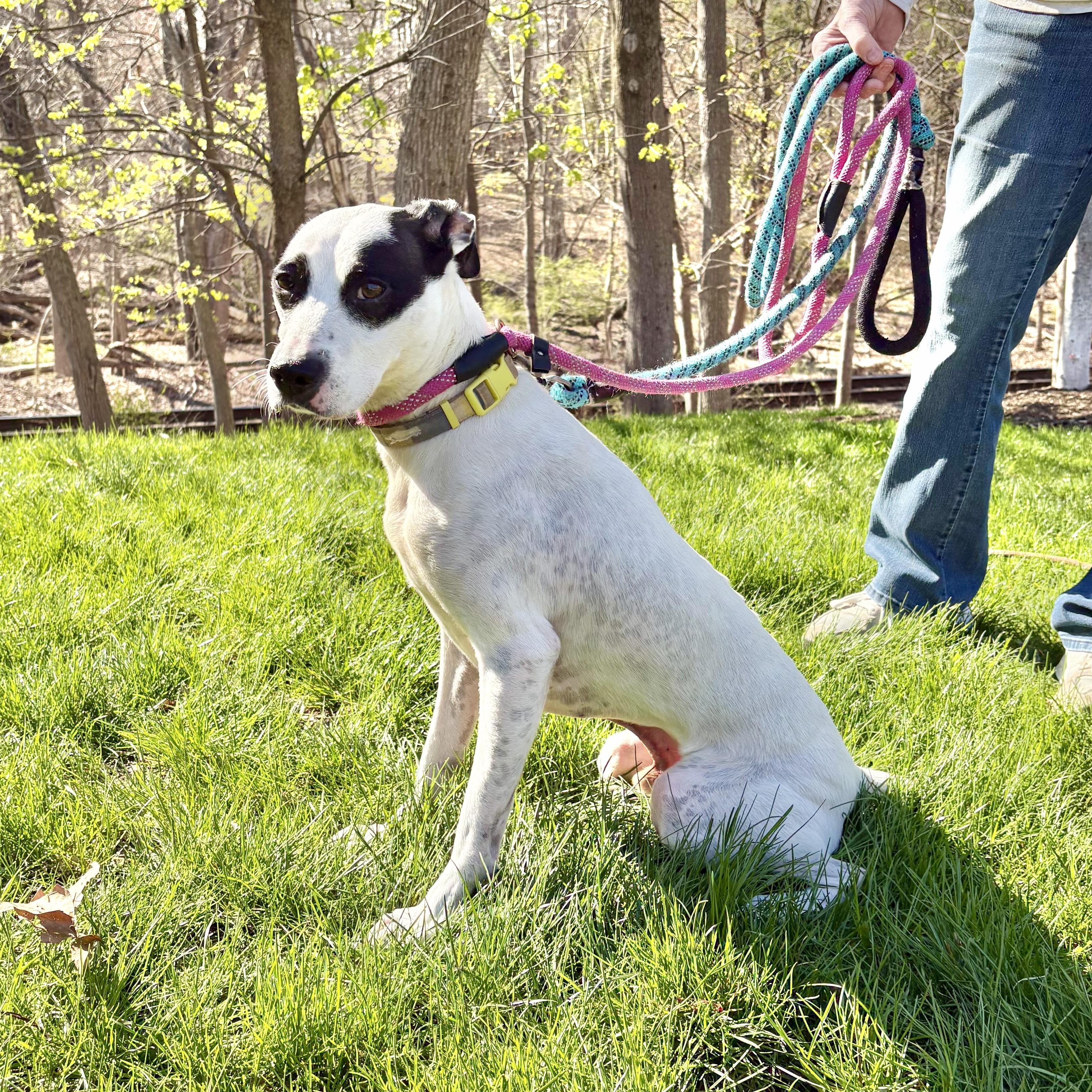 Aspen, ADOPTABLE, Adult Male Terrier & Hound.