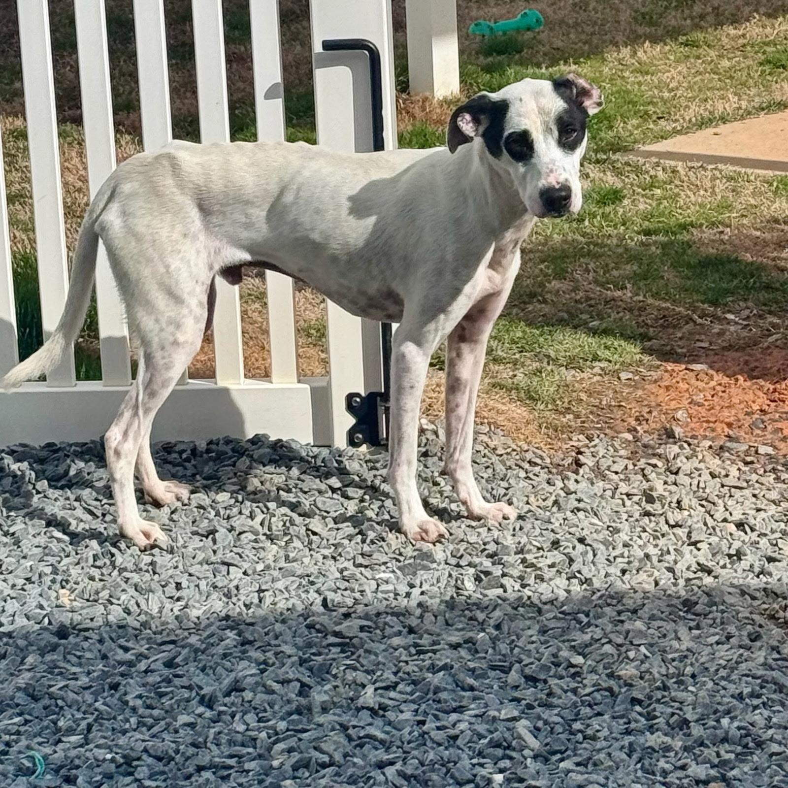 Enlarge Aspen, a ADOPTABLE mixed breed in Paramus, NJ image 4/5