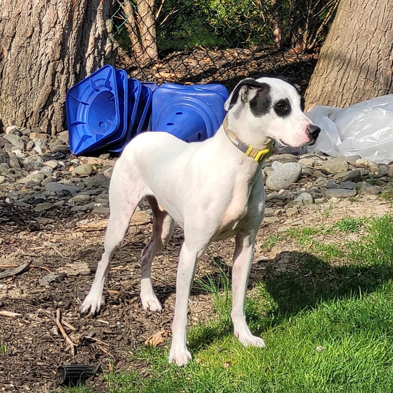 Enlarge Aspen, a ADOPTABLE mixed breed in Paramus, NJ image 3/5