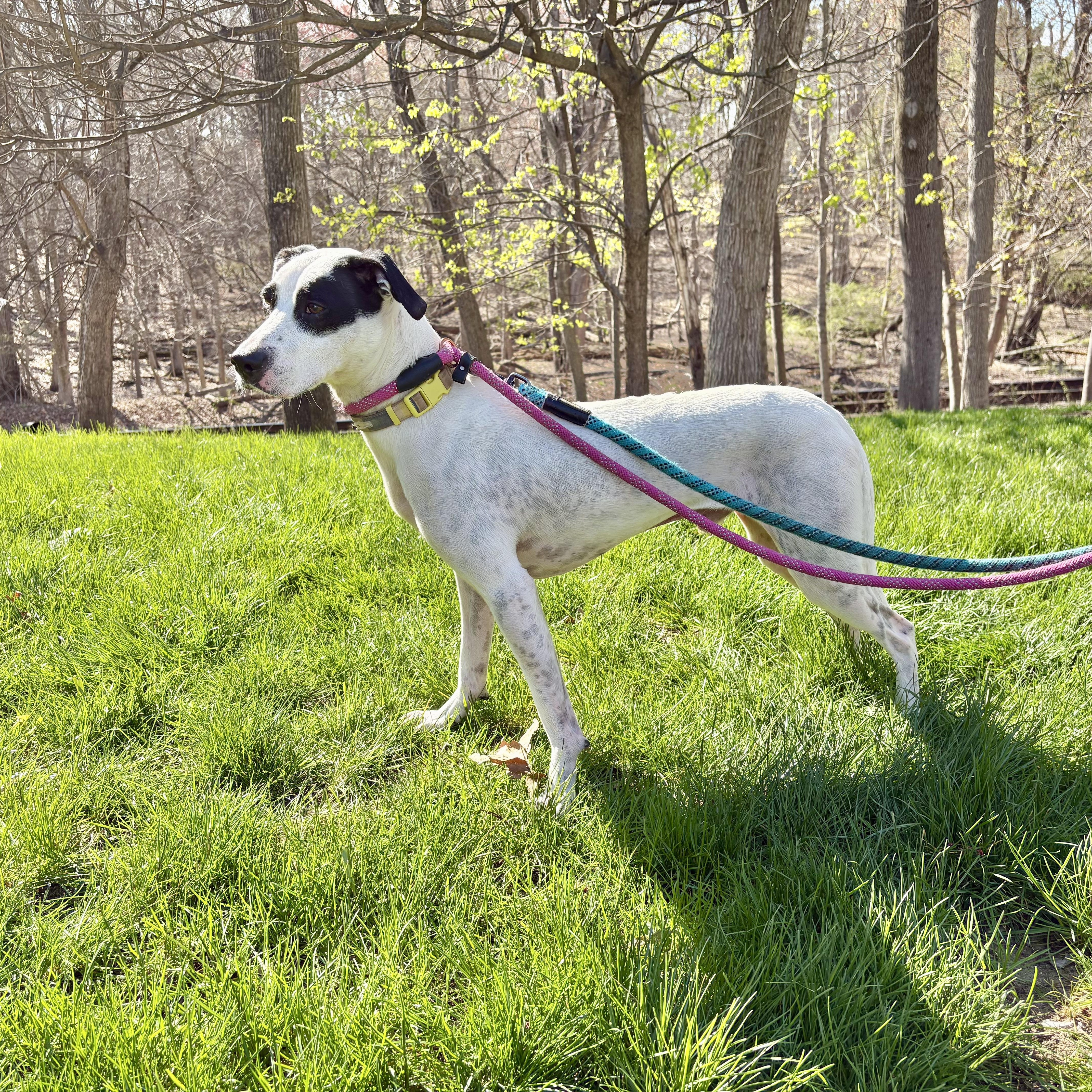 Enlarge Aspen, a ADOPTABLE mixed breed in Paramus, NJ image 2/5