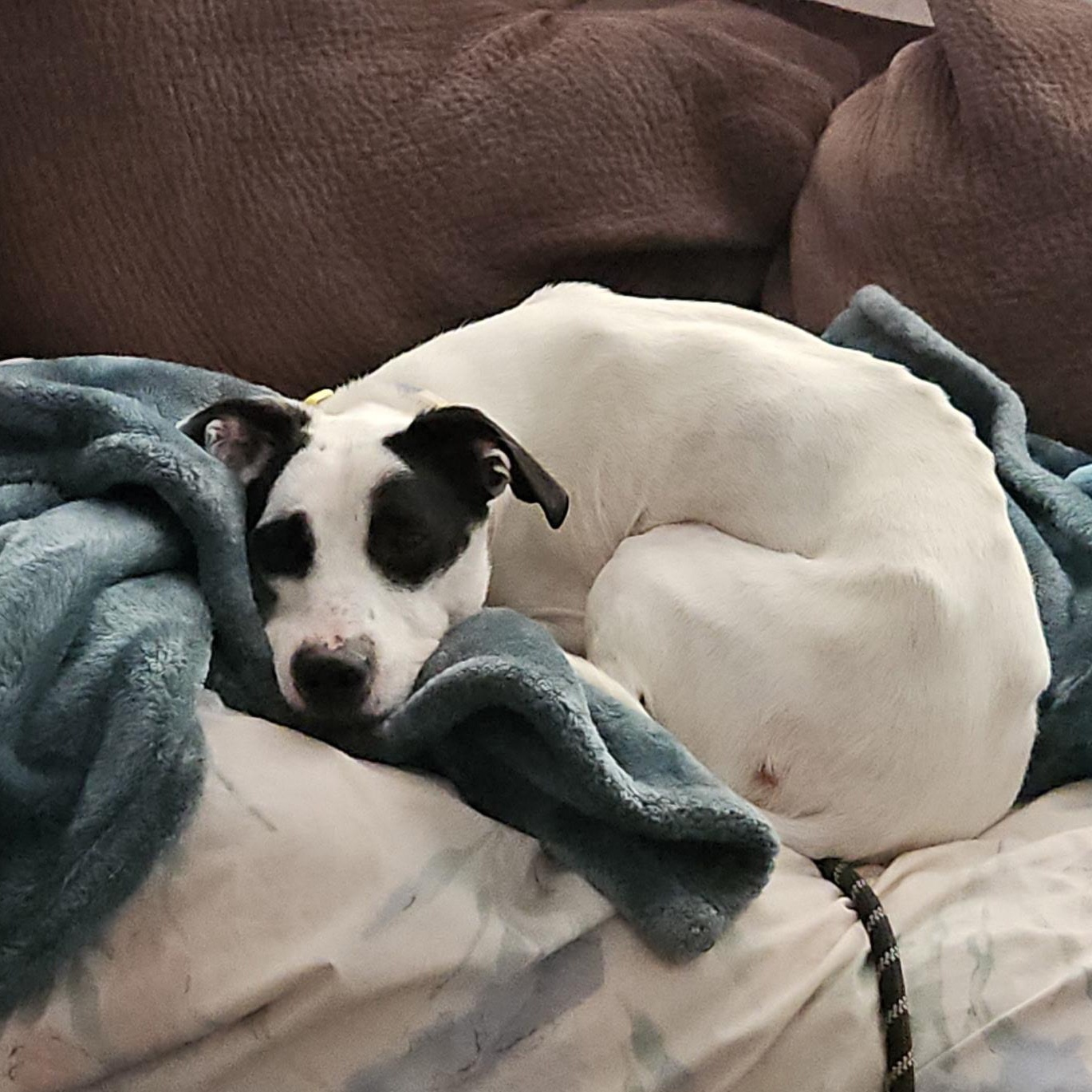 Enlarge Aspen, a ADOPTABLE mixed breed in Paramus, NJ image 1/5