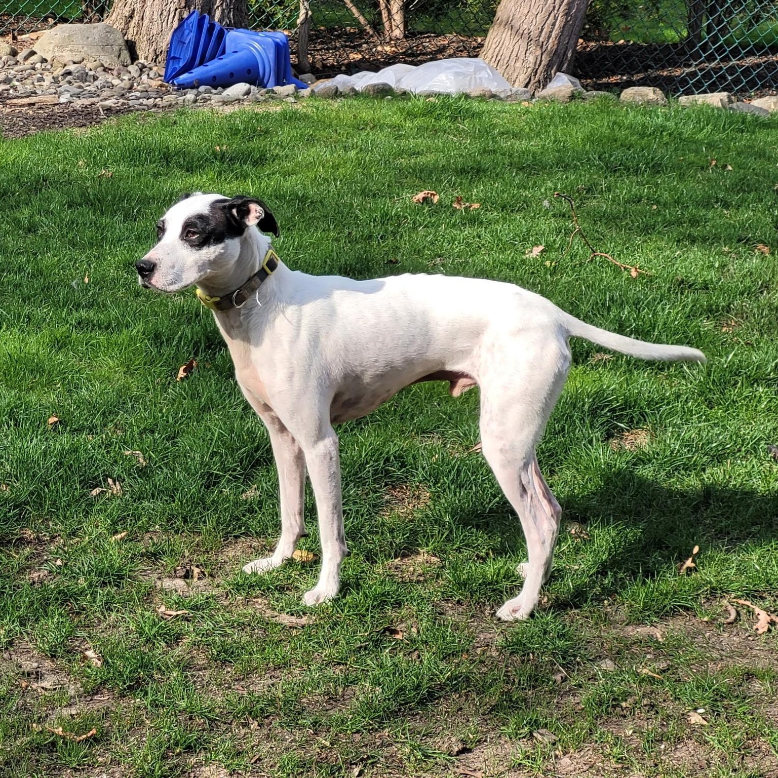 Enlarge Aspen, a ADOPTABLE mixed breed in Paramus, NJ image 4/5