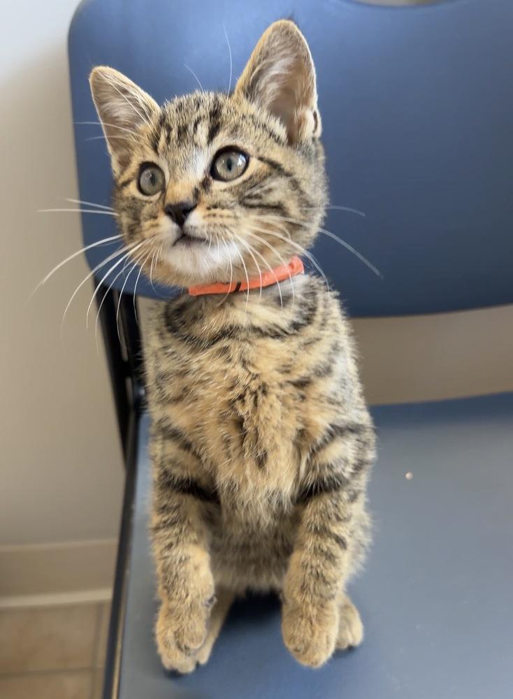 George, Adoptable, Kitten Male Domestic Short Hair.