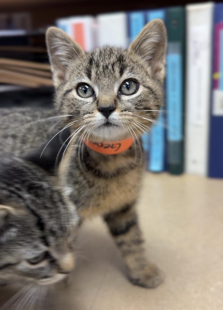 Enlarge George, a Adoptable mixed breed in Bemidji, MN image 3/3