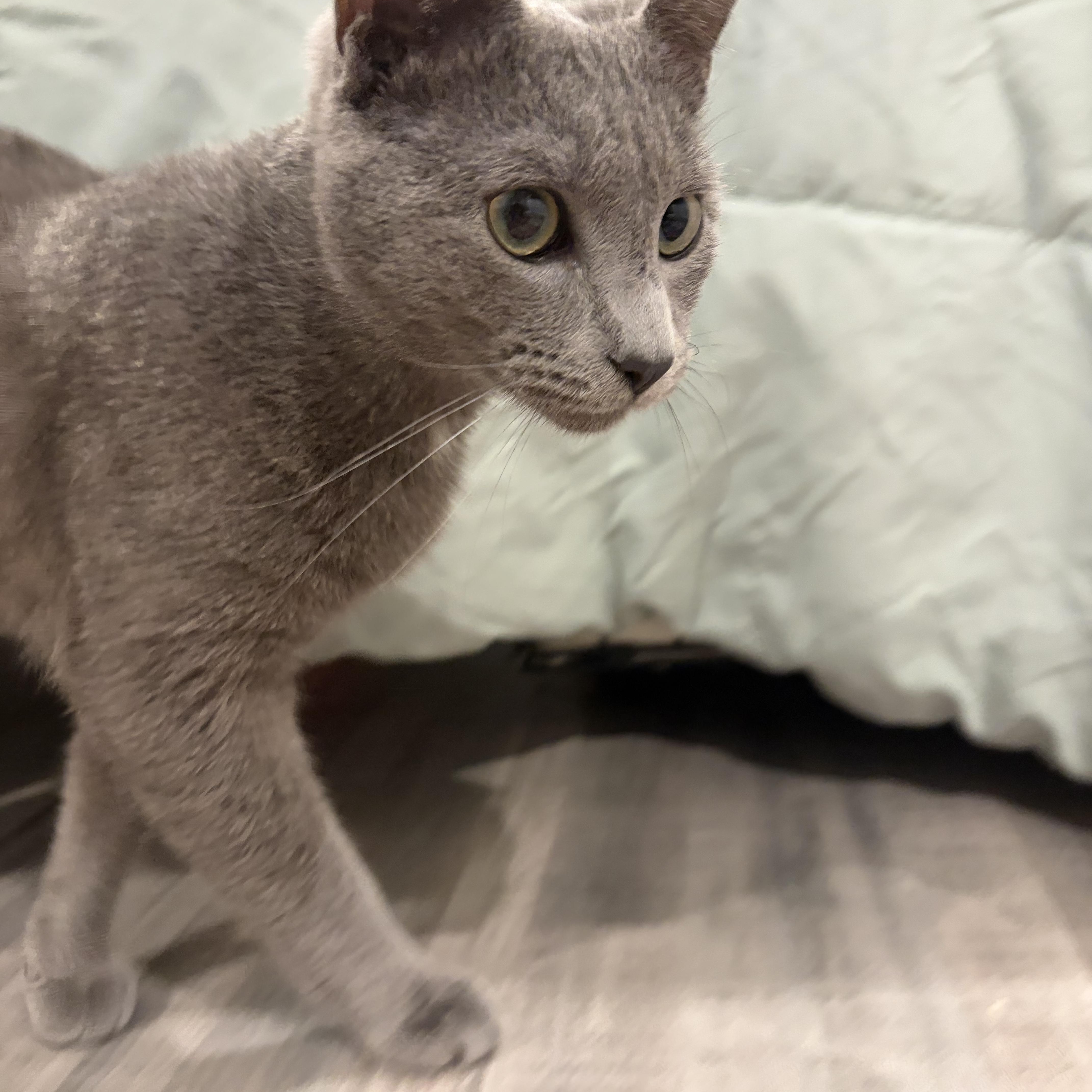 Ghost (bonded with Mitcy), a Adoptable mixed breed in Fort Oglethorpe, GA image 5/5