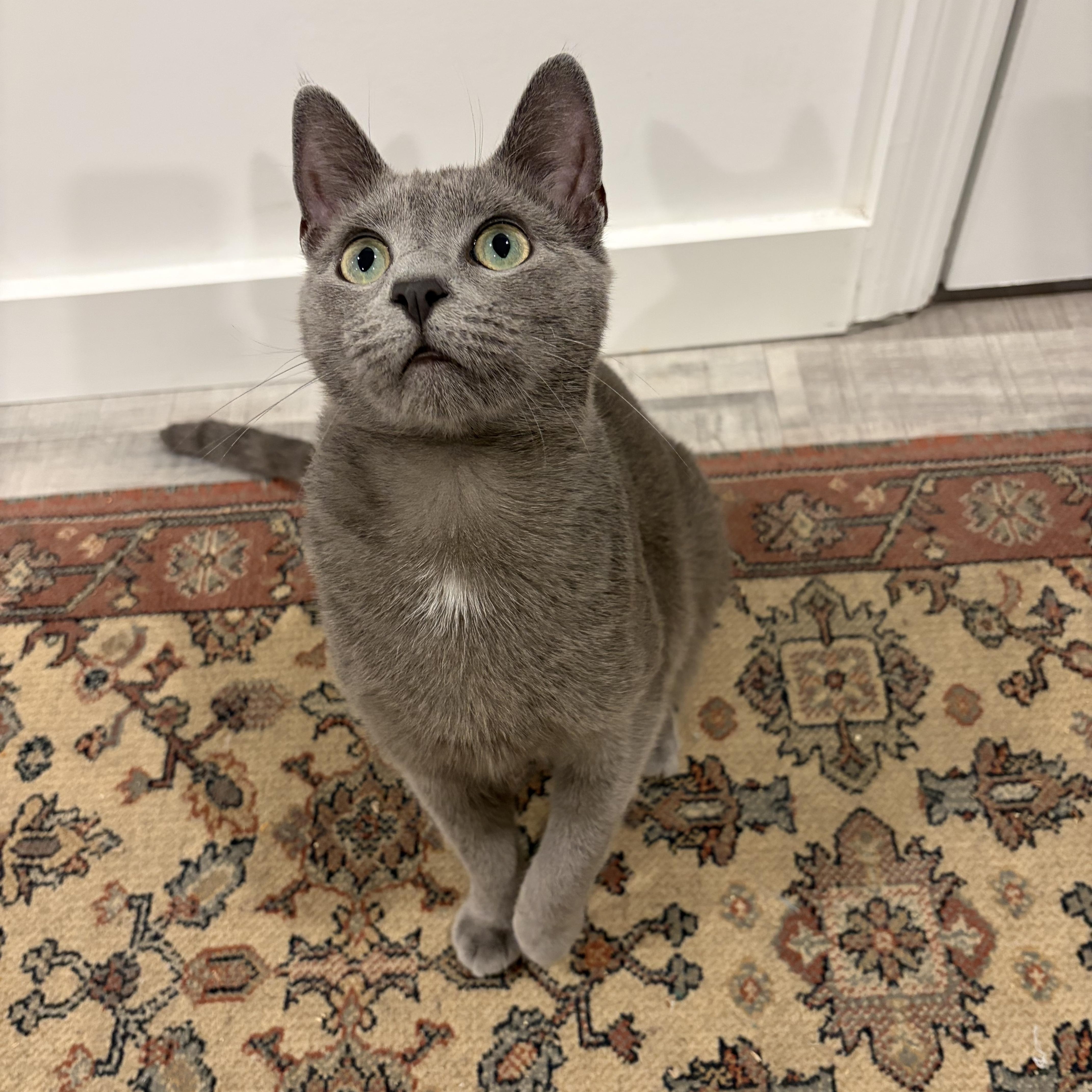 Ghost (bonded with Mitcy), a Adoptable mixed breed in Fort Oglethorpe, GA image 3/5