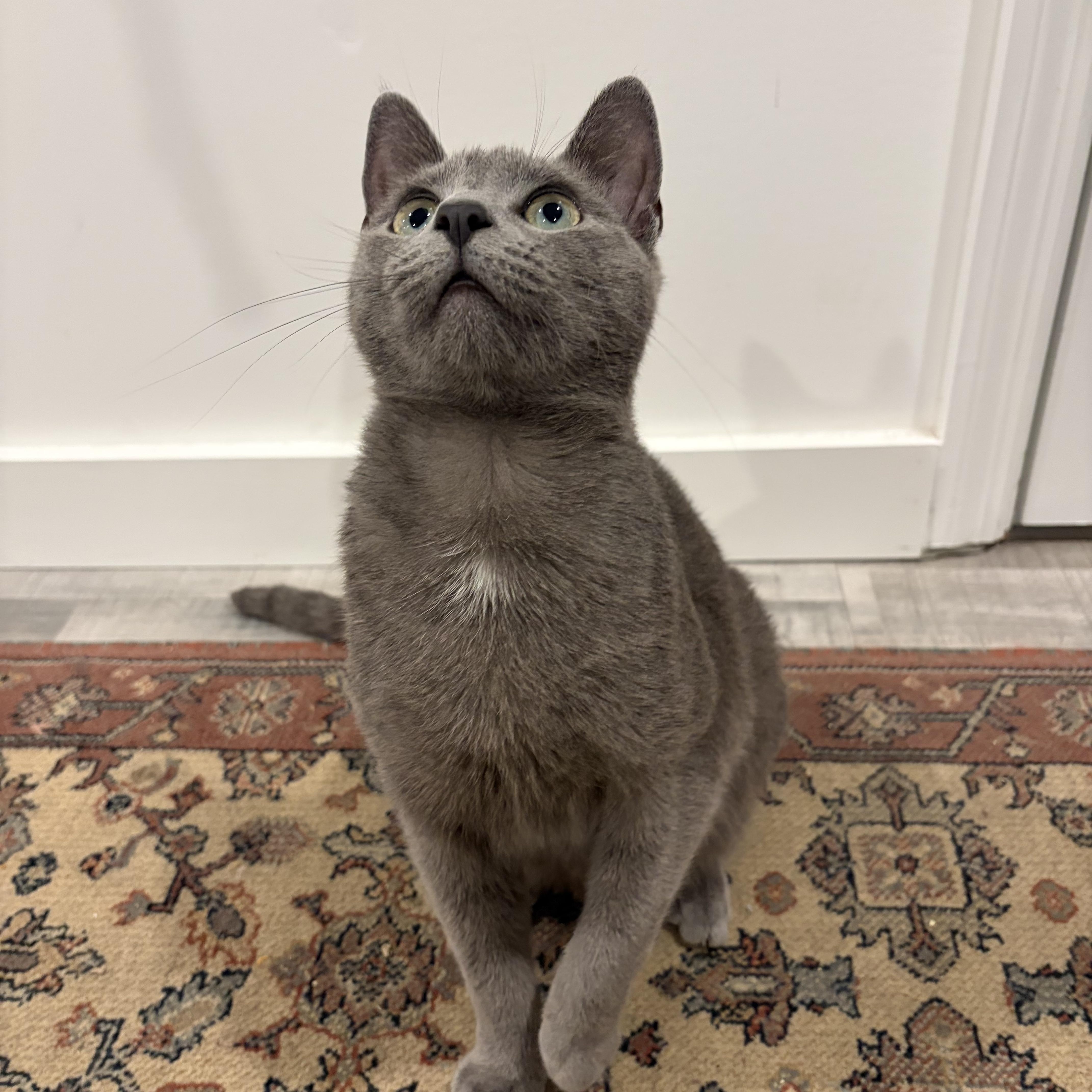 Ghost (bonded with Mitcy), a Adoptable mixed breed in Fort Oglethorpe, GA image 2/5