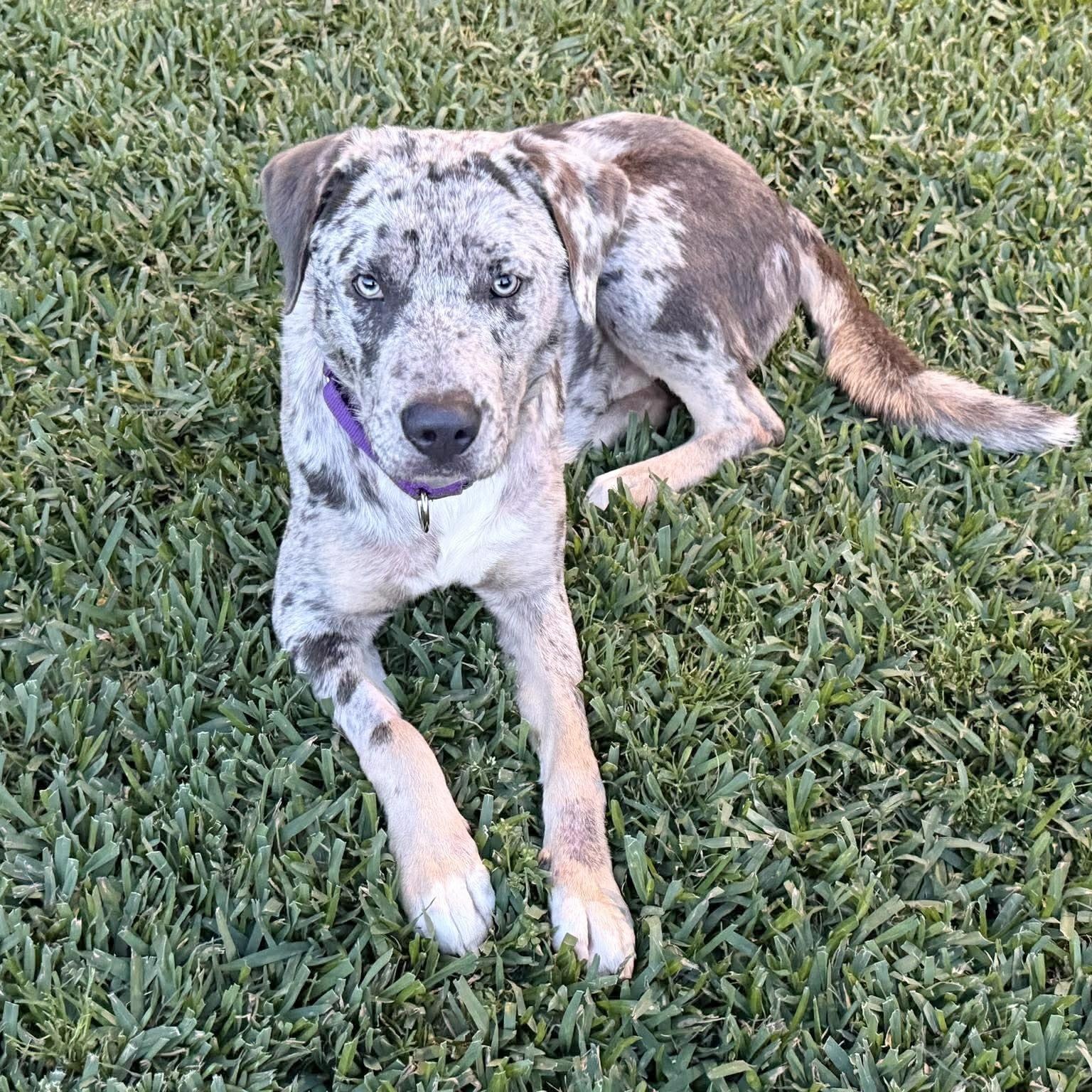 Gorgeous Tex, ADOPTABLE, Young Male Labrador Retriever & Catahoula Leopard Dog.