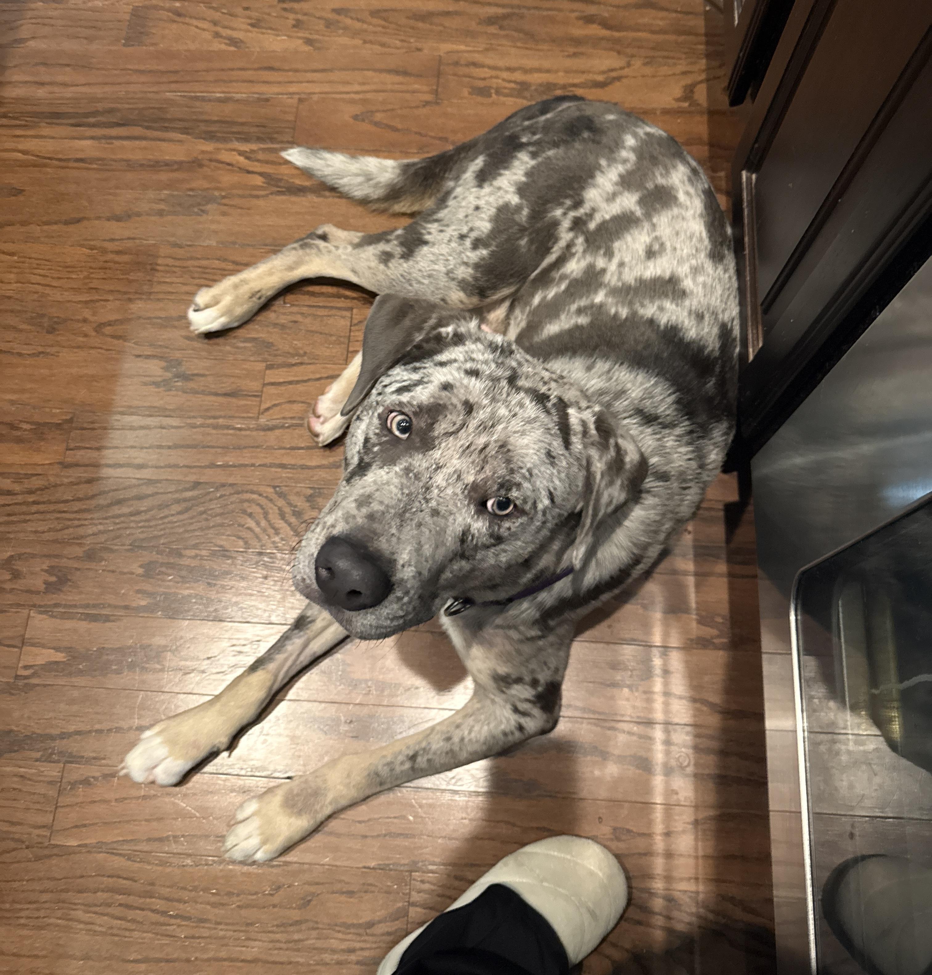 Enlarge Gorgeous Tex, a ADOPTABLE mixed breed in West Hartford , CT image 3/4