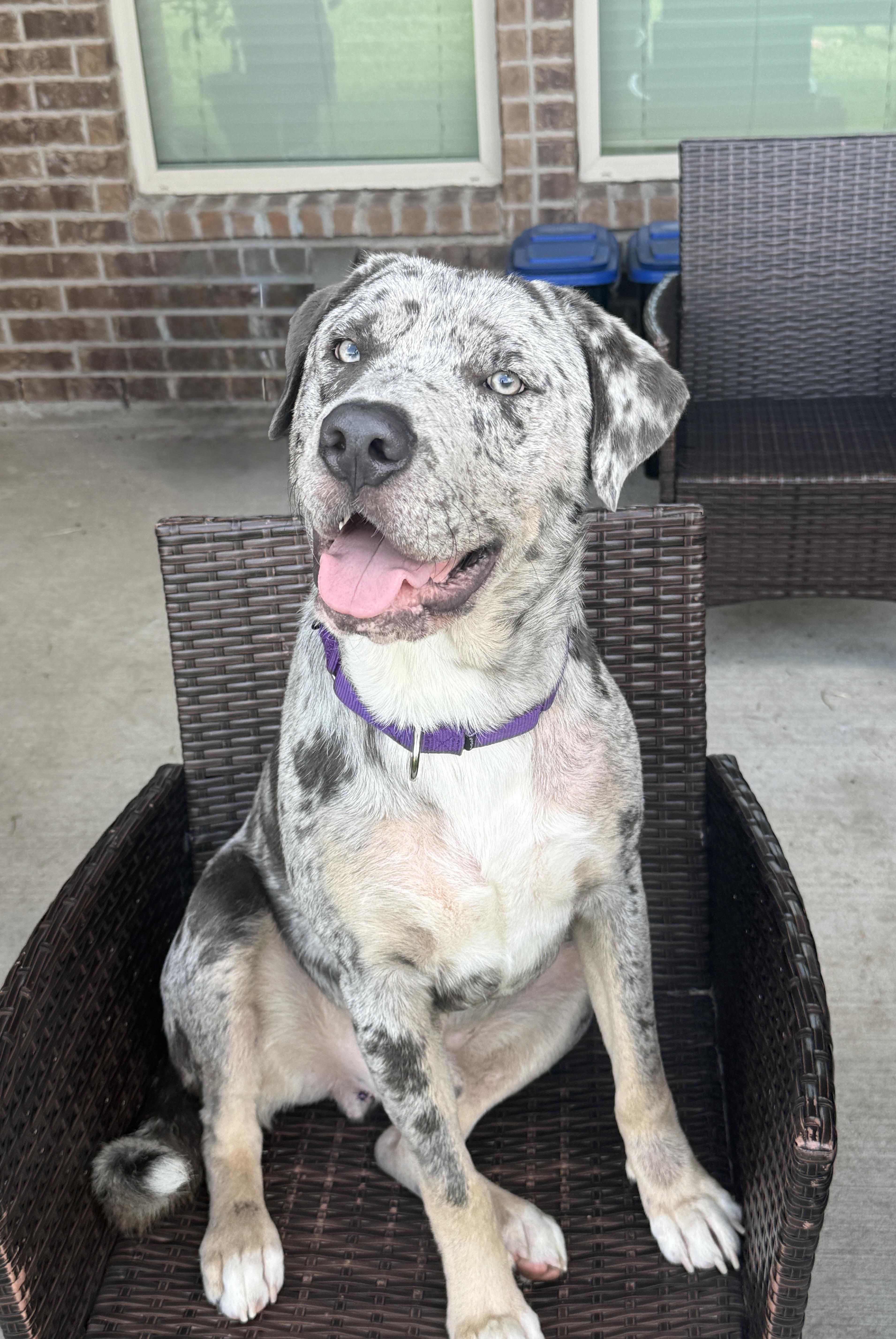Gorgeous Tex, ADOPTABLE, Young Male Labrador Retriever & Catahoula Leopard Dog.