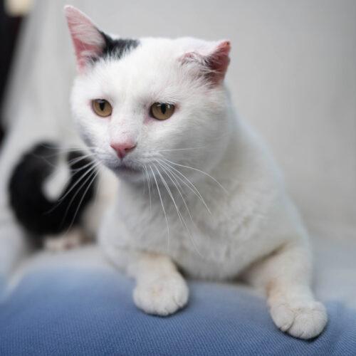 Snoopy, Adoptable, Adult Male Domestic Short Hair.