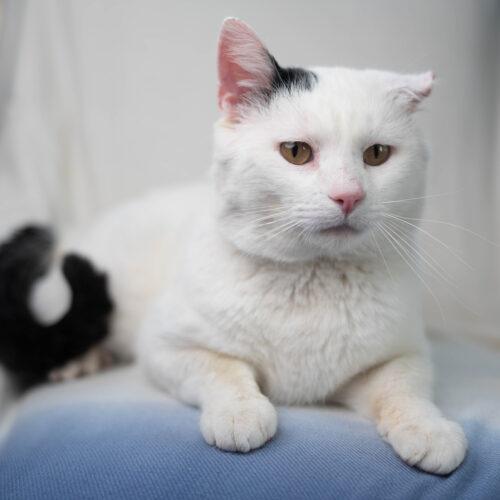 Enlarge Snoopy, a Adoptable Domestic Short Hair in Martensdale, IA image 2/6