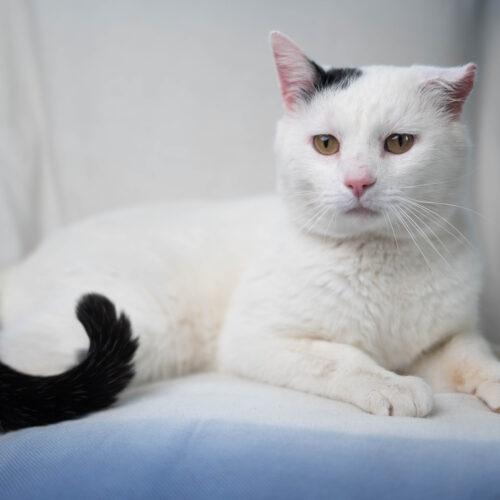 Enlarge Snoopy, a Adoptable Domestic Short Hair in Martensdale, IA image 4/6