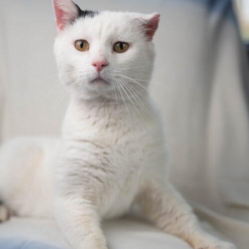 Enlarge Snoopy, a Adoptable Domestic Short Hair in Martensdale, IA image 5/6