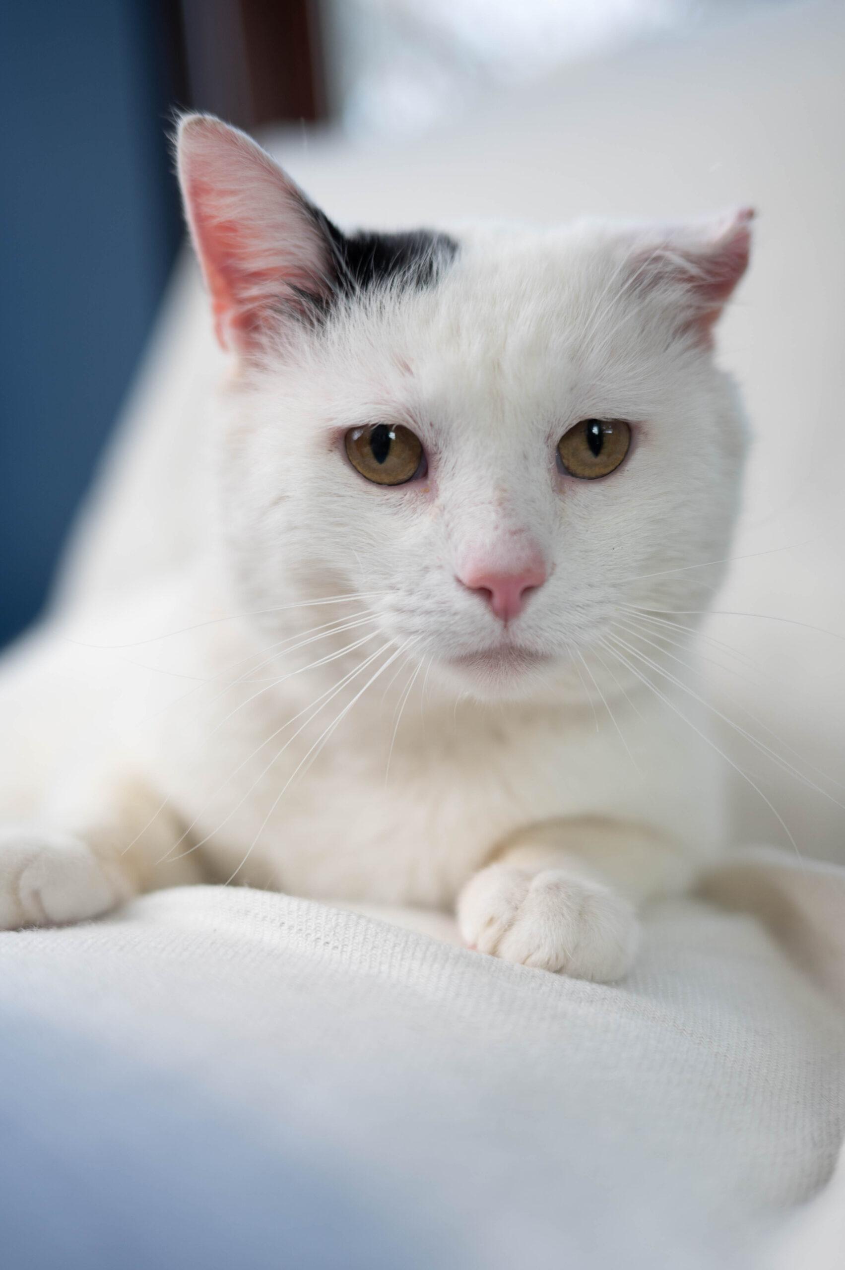 Enlarge Snoopy, a Adoptable Domestic Short Hair in Martensdale, IA image 5/6