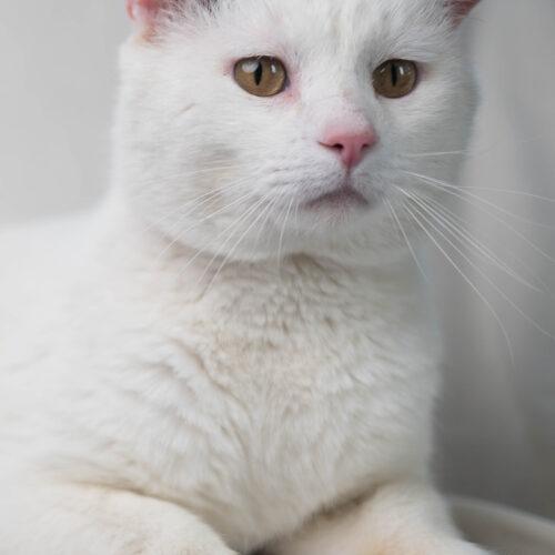Enlarge Snoopy, a Adoptable Domestic Short Hair in Martensdale, IA image 6/6